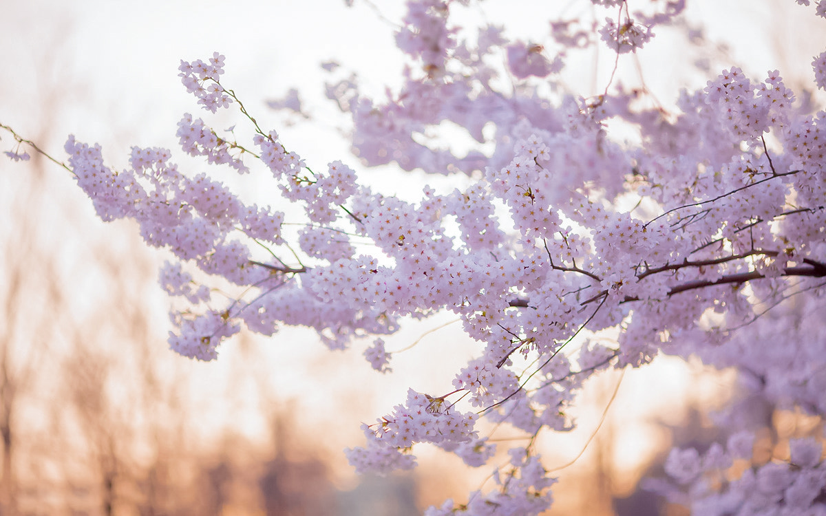 Canon EF 70-200mm F2.8L USM sample photo. Img photography