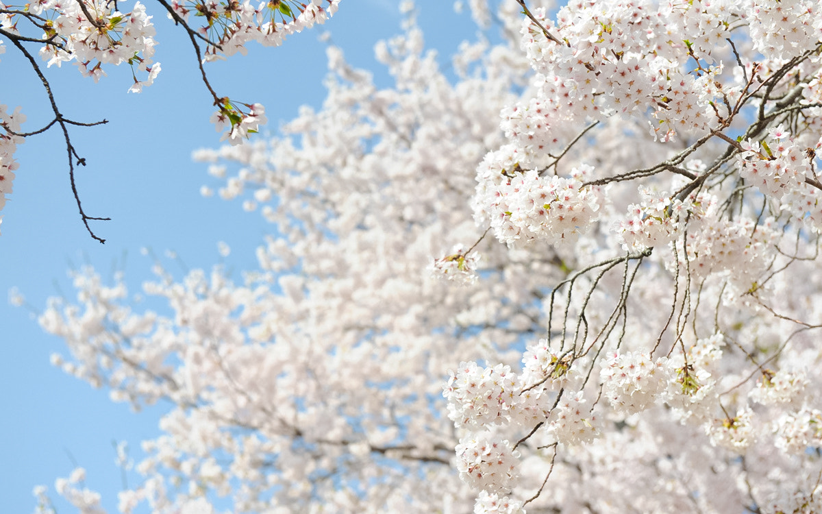 Canon EF 70-200mm F2.8L USM sample photo. Img photography
