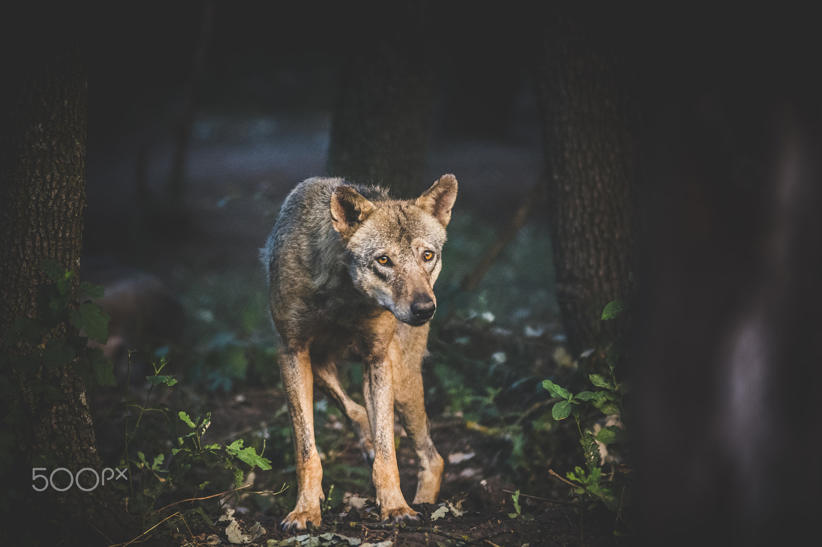 Nikon D7100 + Tamron SP AF 70-200mm F2.8 Di LD (IF) MACRO sample photo. Lonely wolf photography