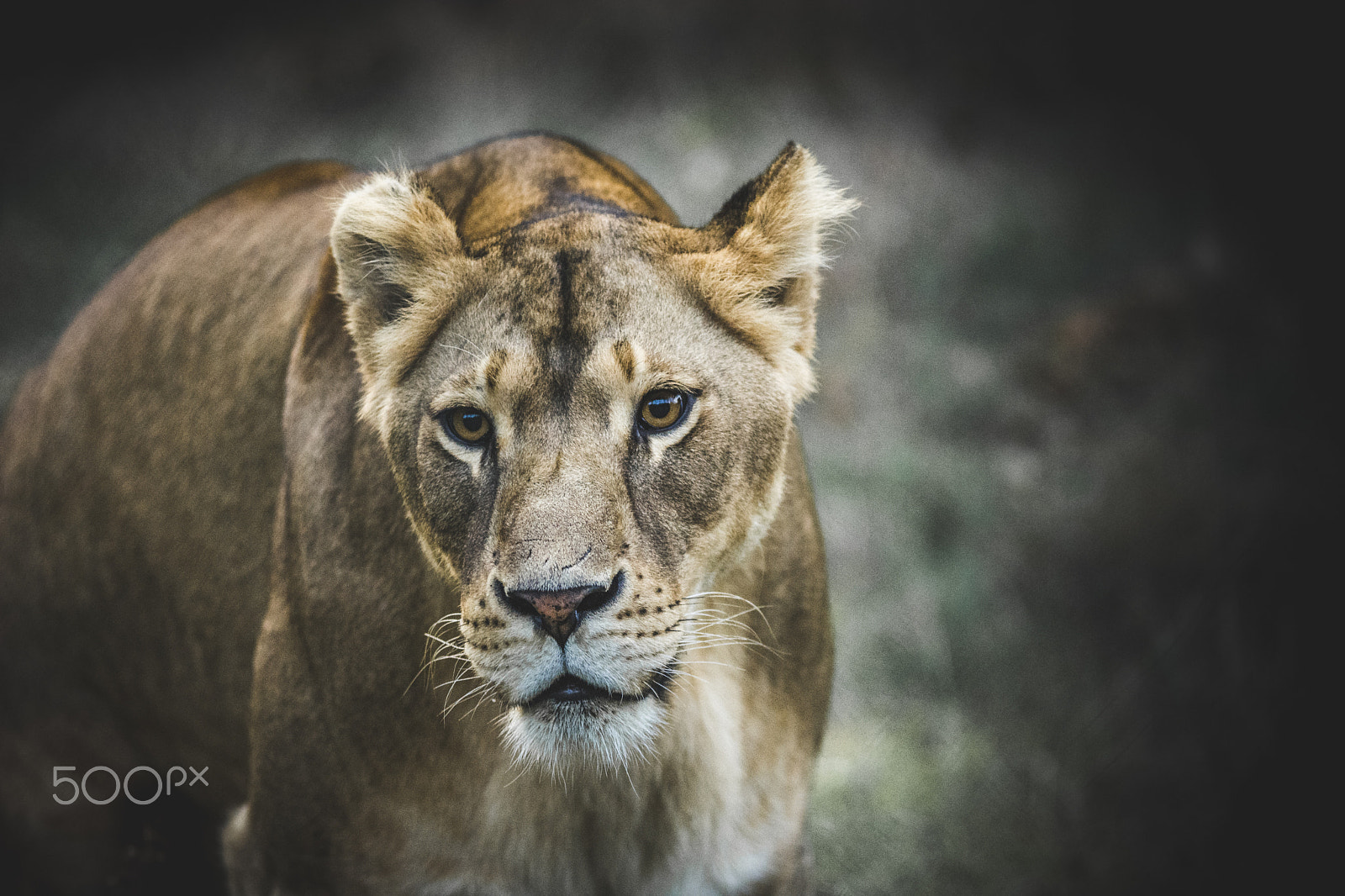Nikon D7100 sample photo. Lioness portrait photography
