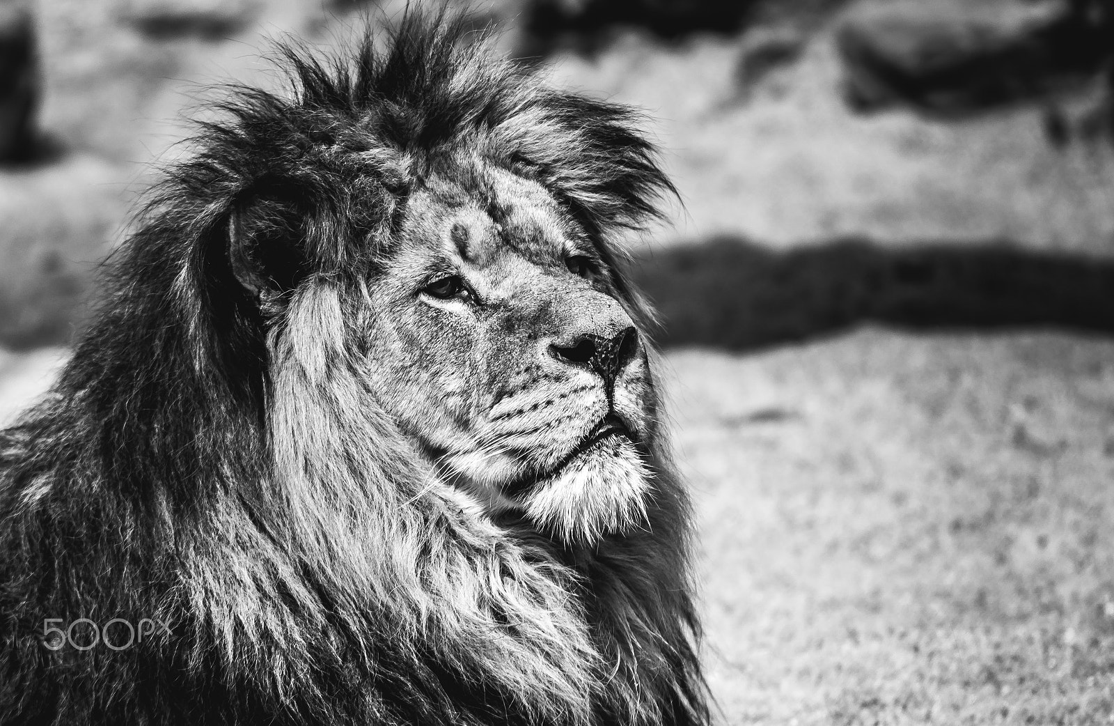 Nikon D7100 sample photo. The king, lion king photography