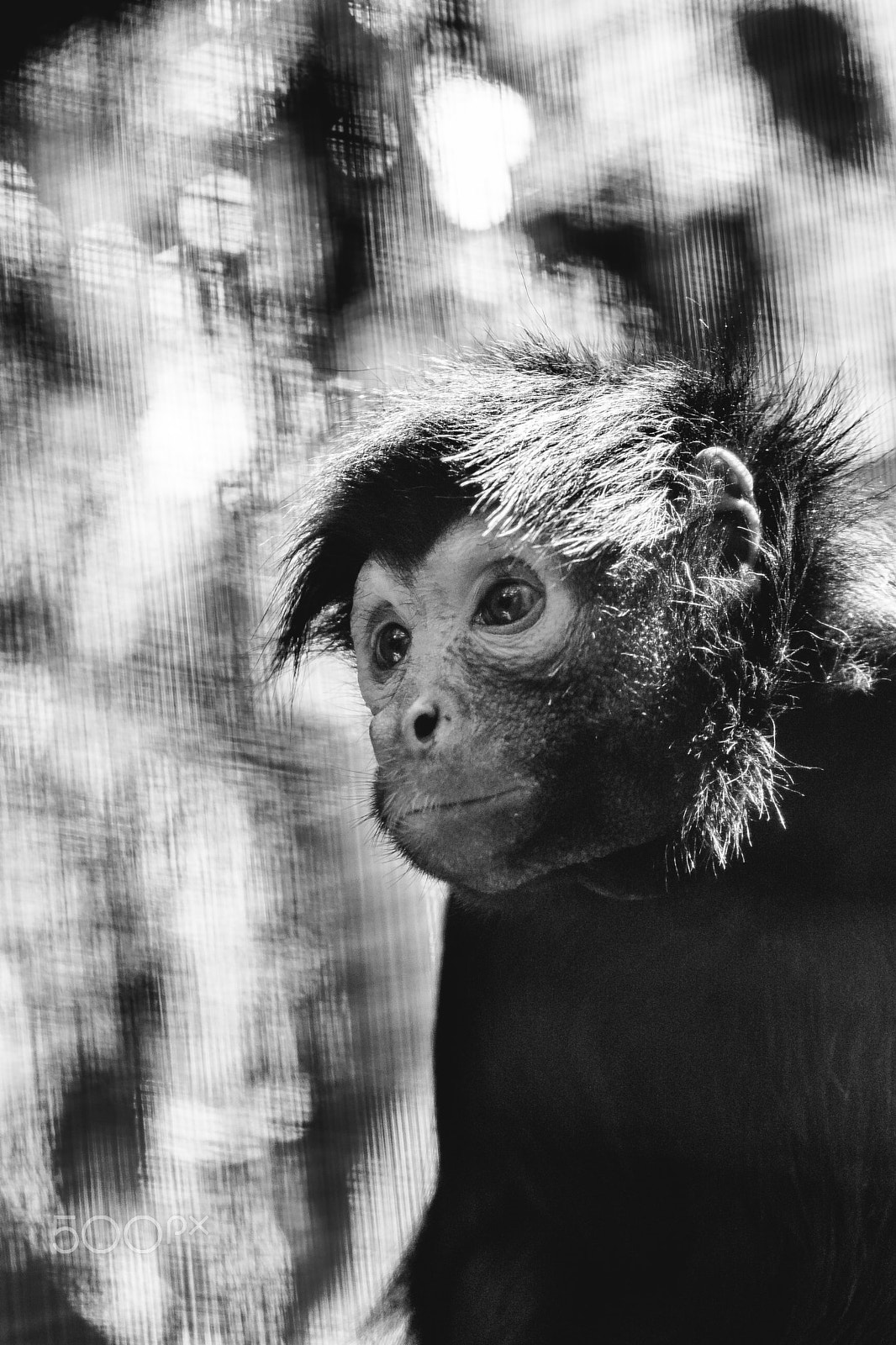 Nikon D7100 + Tamron SP AF 70-200mm F2.8 Di LD (IF) MACRO sample photo. Monkey portrait photography
