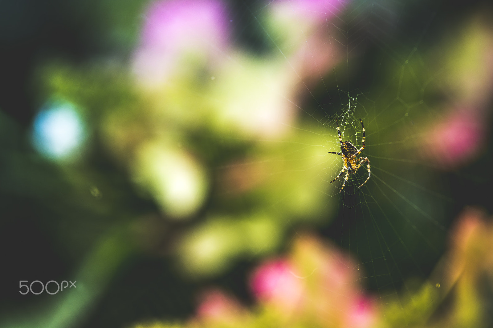 Nikon D7100 + Tamron SP AF 70-200mm F2.8 Di LD (IF) MACRO sample photo. Little spider web photography
