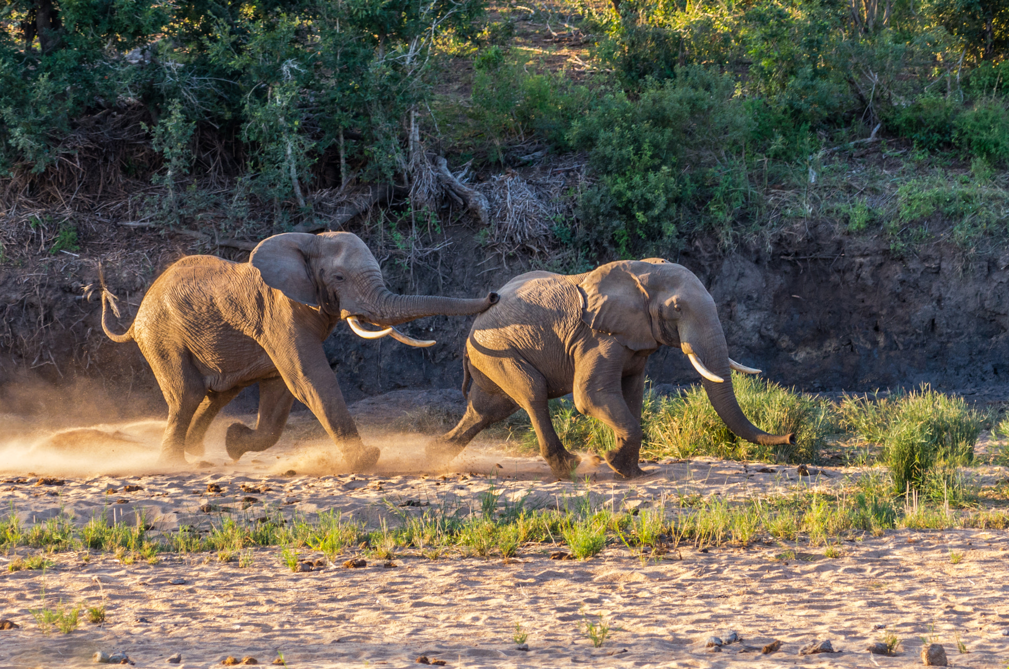 Pentax K-5 II sample photo. Elephant chase 2 photography