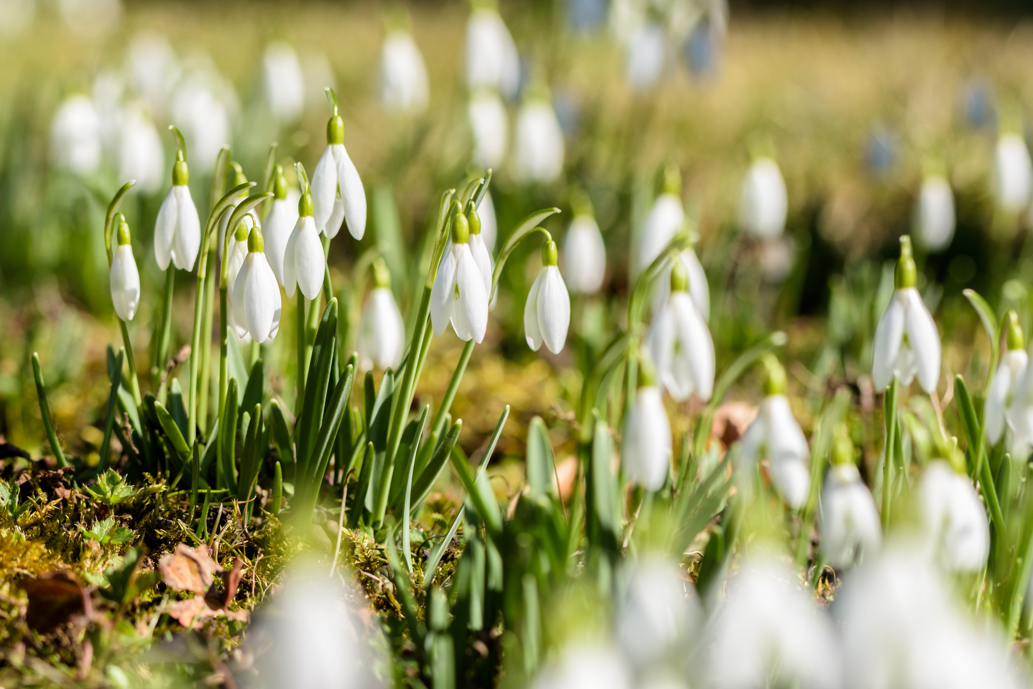 Nikon D7200 sample photo. Schneeglöckchen photography