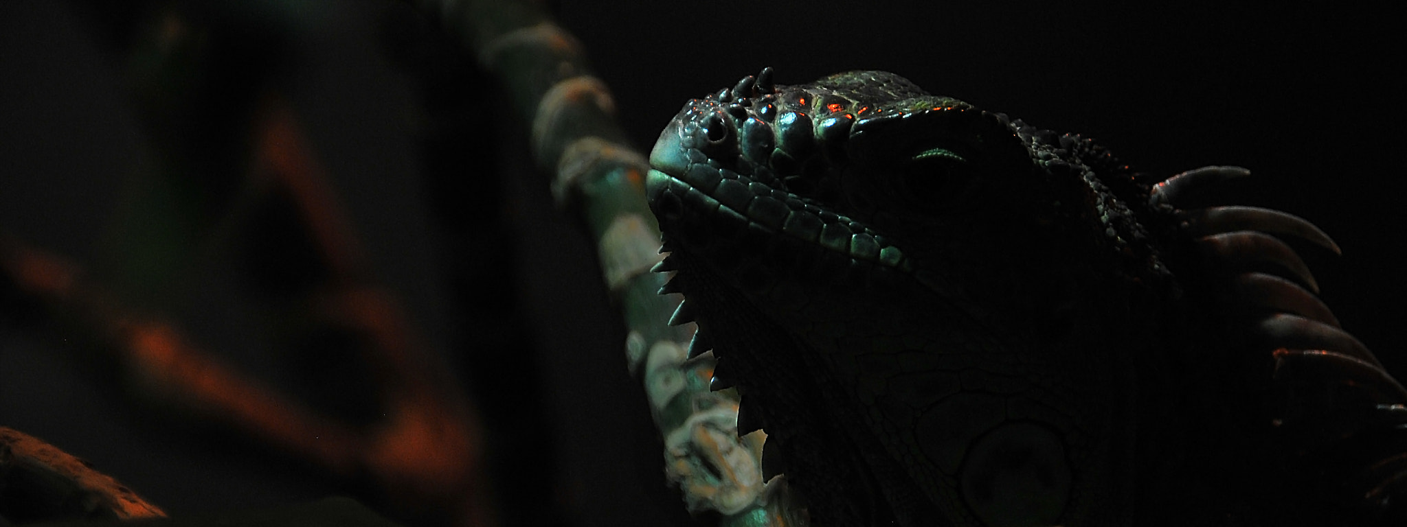 Sigma 18-250mm F3.5-6.3 DC Macro OS HSM sample photo. Scales in the dark photography