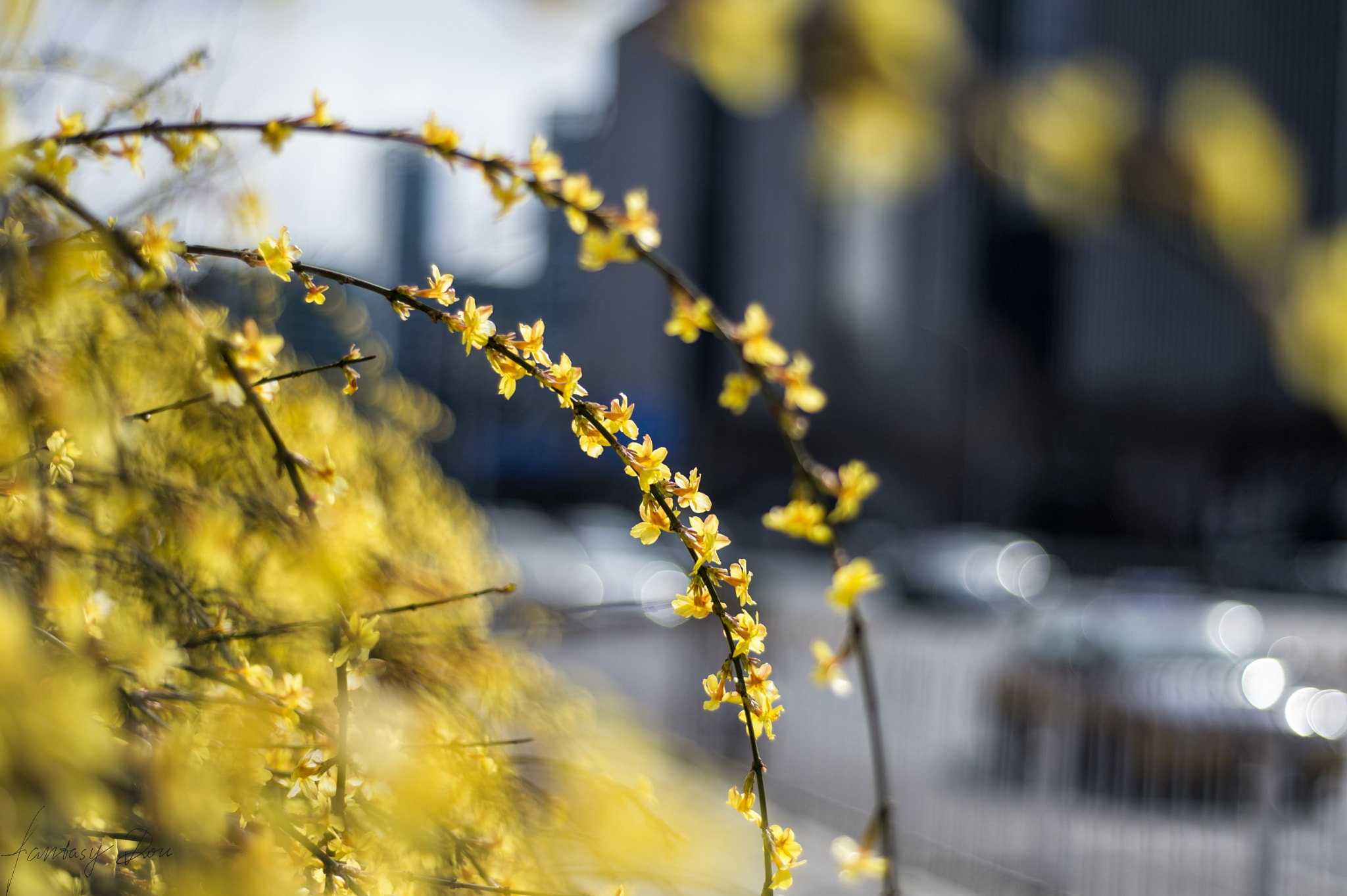 Nikon Df + Nikon AF Nikkor 50mm F1.8D sample photo. Messengers for the spring photography