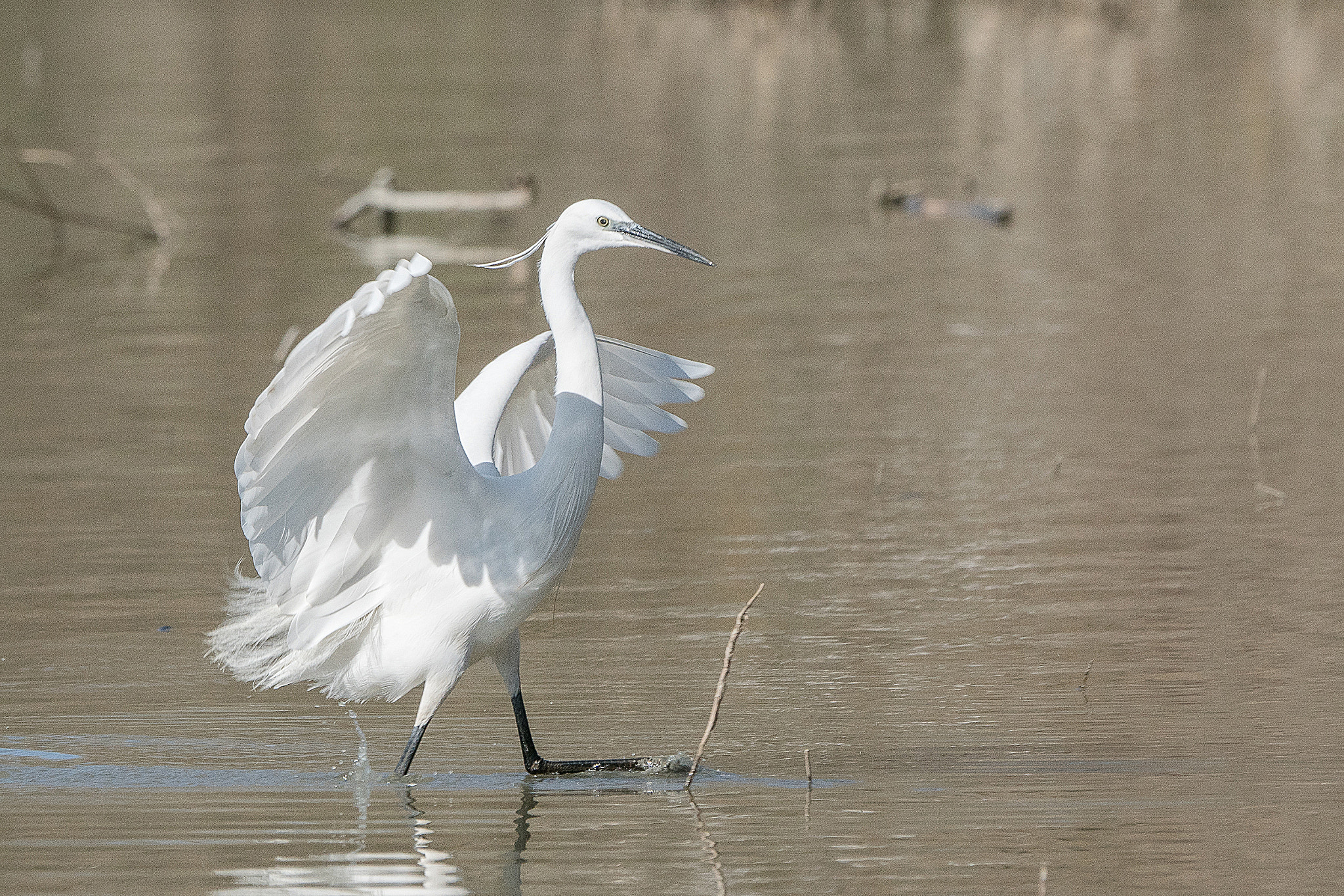 Sony 70-400mm F4-5.6 G SSM II sample photo. Egretta garzetta photography