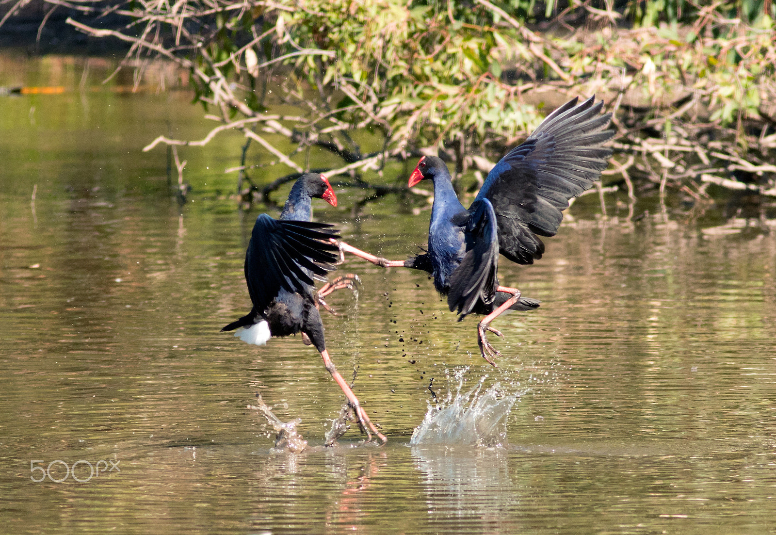 Canon EOS 7D Mark II + Canon EF 300mm F4L IS USM sample photo. Kung fu swamphens photography