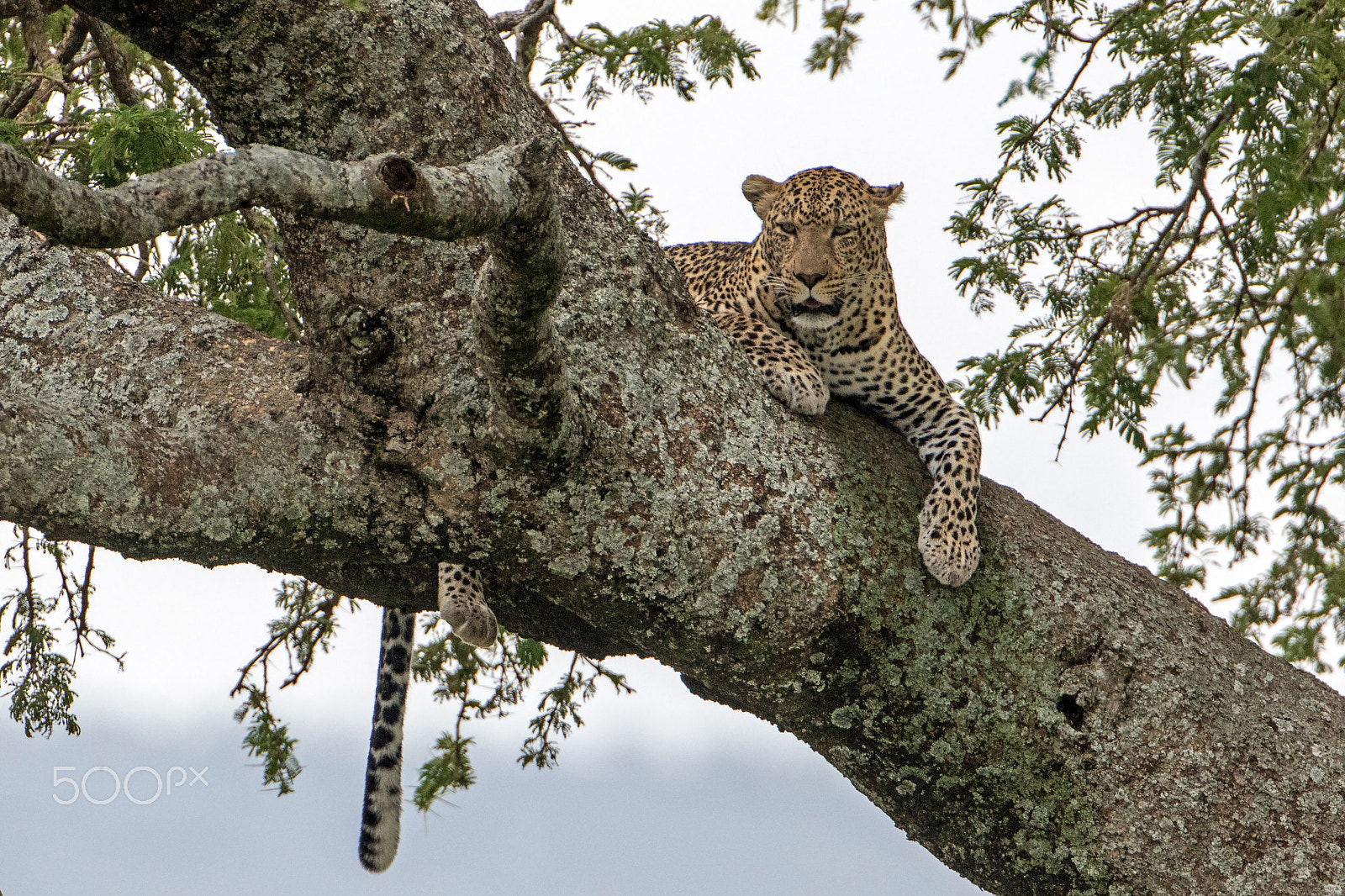 Canon EF 500mm F4L IS USM sample photo. Leopard in the tree photography