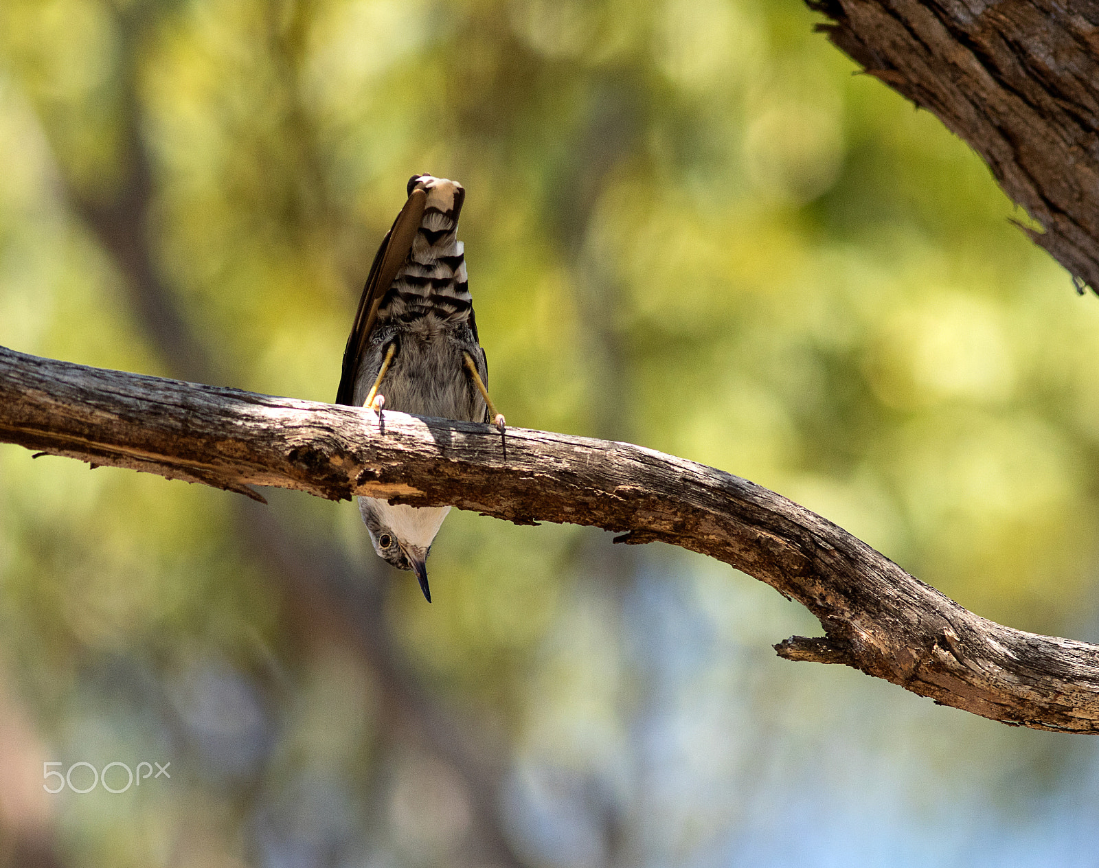 Canon EF 300mm F4L IS USM sample photo. Varied sittella (daphoenositta chrysoptera) photography