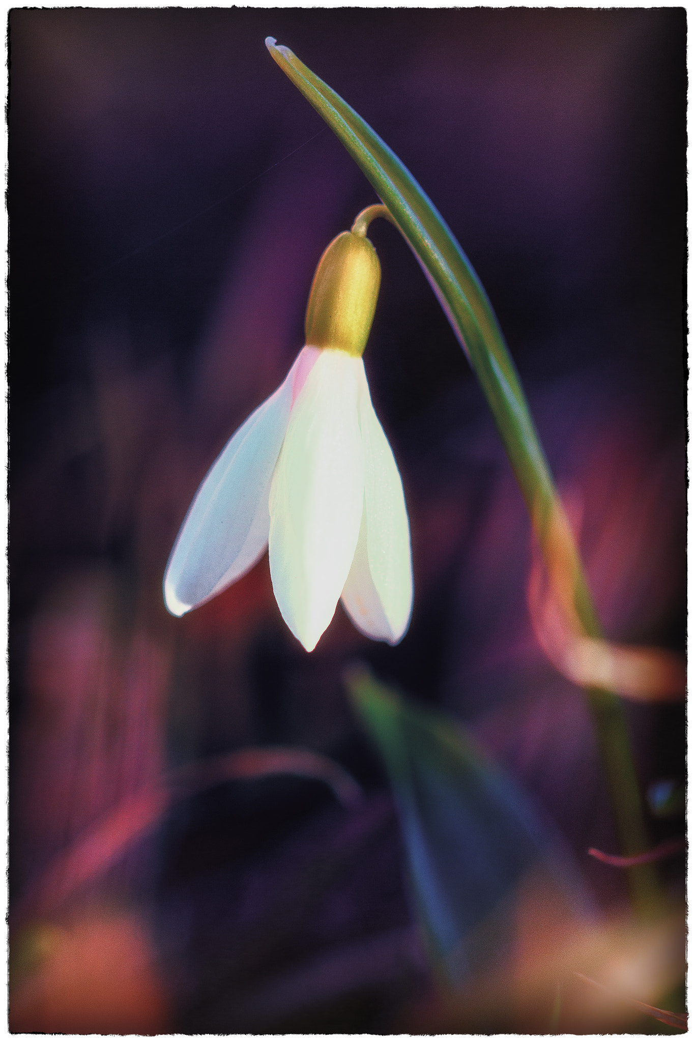 Sigma APO Macro 150mm f/2.8 EX DG HSM sample photo. Snowdrop photography