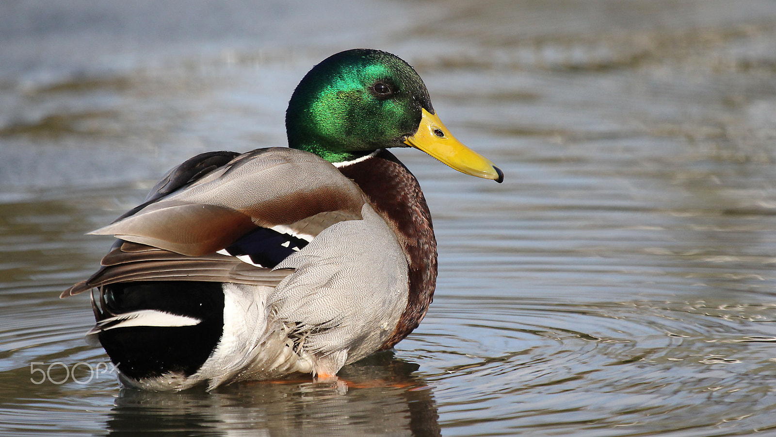 Canon EOS 60D + Canon EF 100-400mm F4.5-5.6L IS USM sample photo. Mallard photography