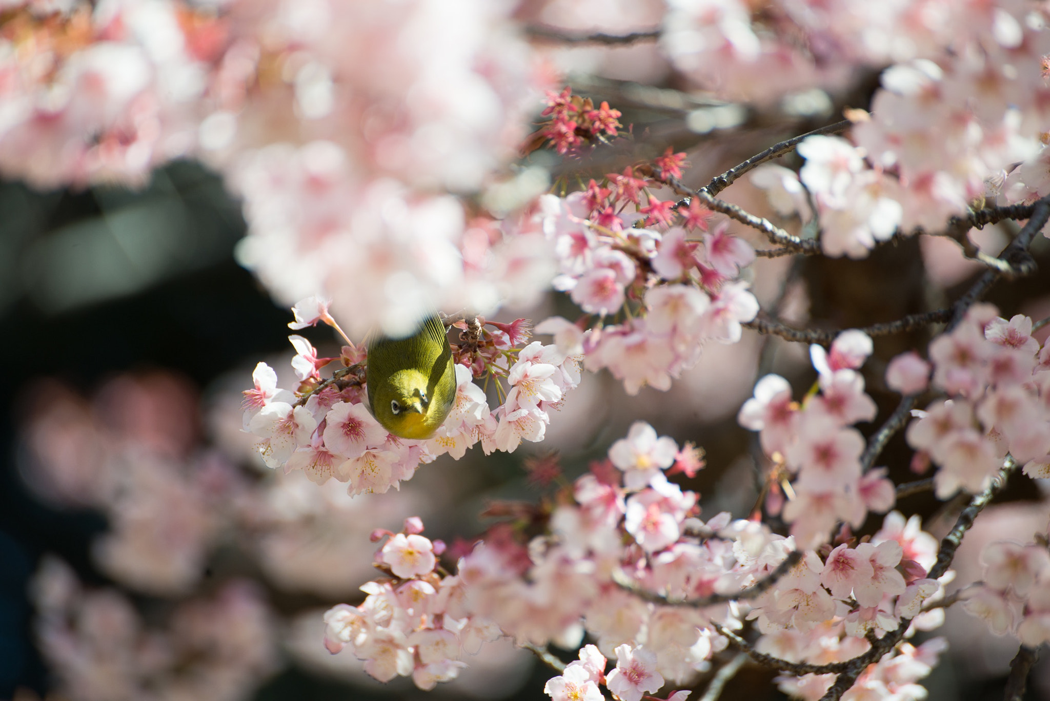 Nikon D800 + Tamron SP 70-300mm F4-5.6 Di VC USD sample photo. Messenger in spring photography