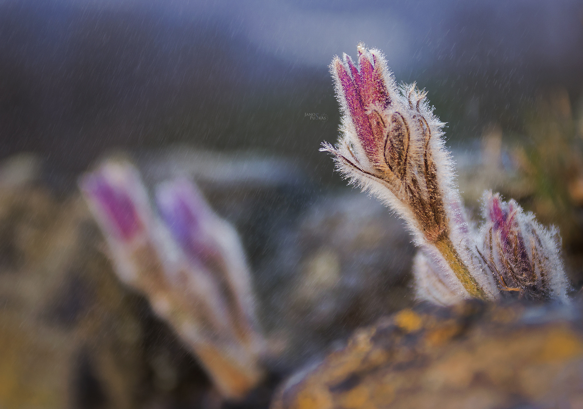 EF28-70mm f/2.8L USM sample photo. Good morning, mr. spring! photography