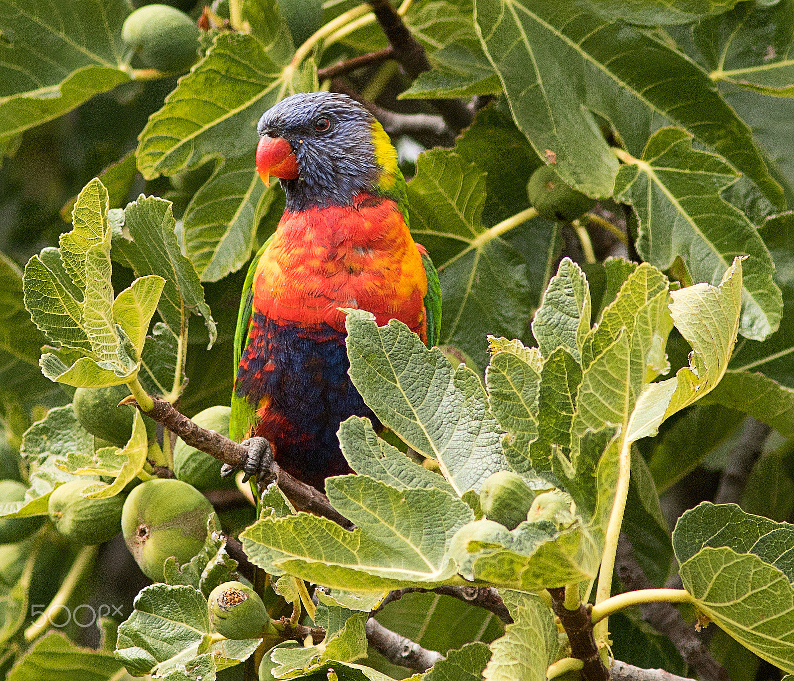 Canon EF 300mm F4L IS USM sample photo. Rainbow lorikeet photography