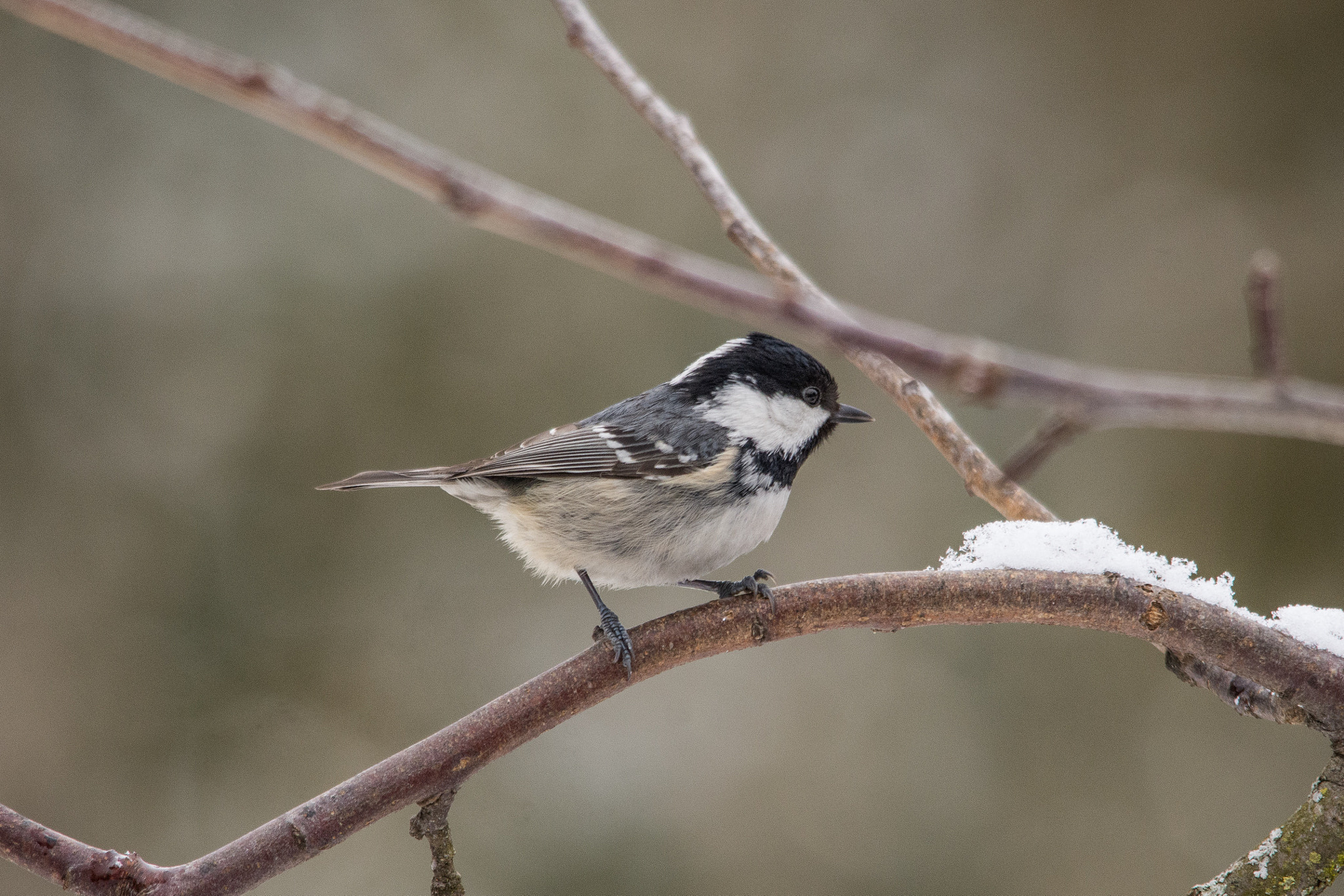 Nikon D7200 + Sigma 150-500mm F5-6.3 DG OS HSM sample photo. Coal tit photography