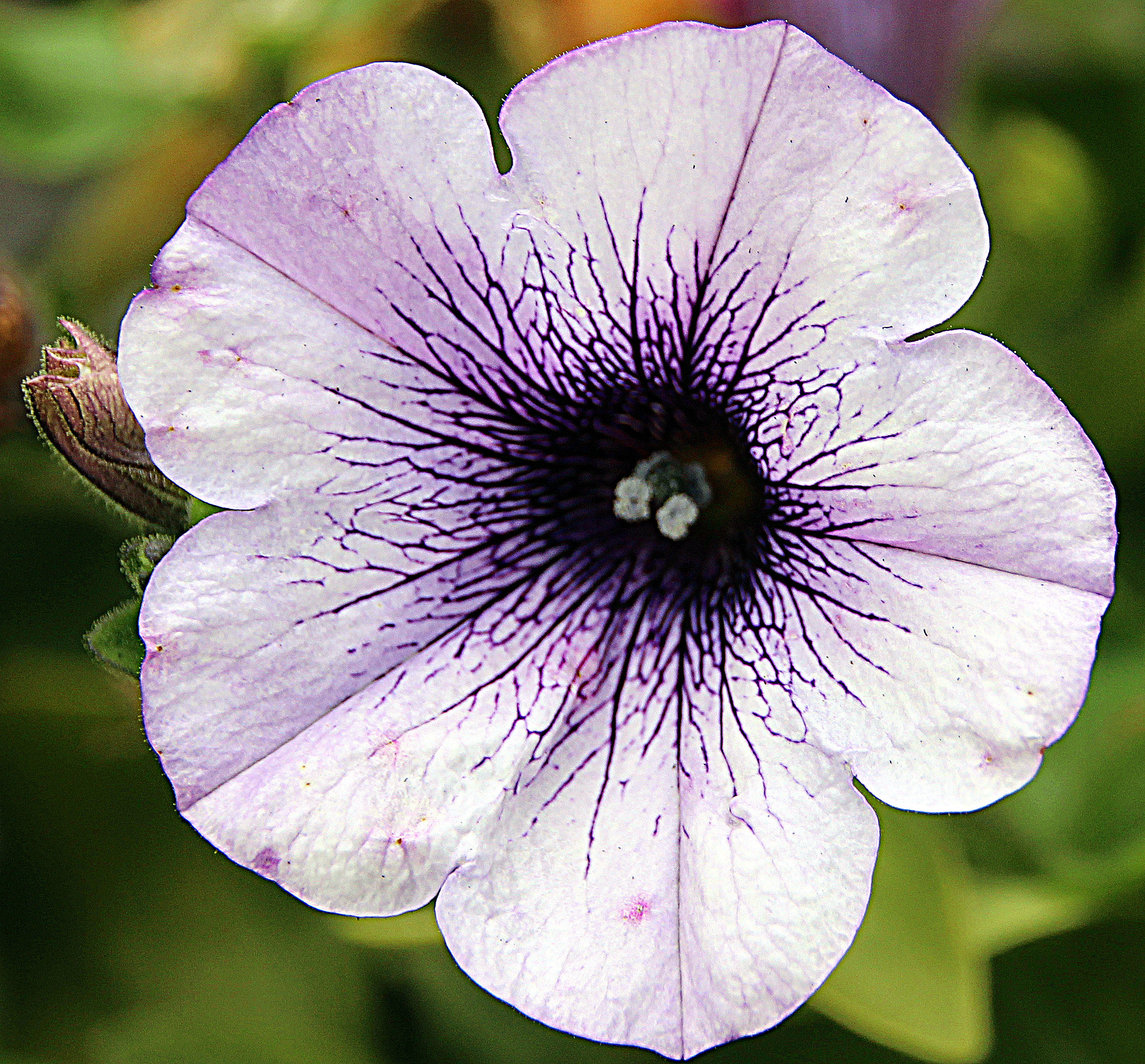 Sigma 18-250mm F3.5-6.3 DC OS HSM sample photo. Flower photography