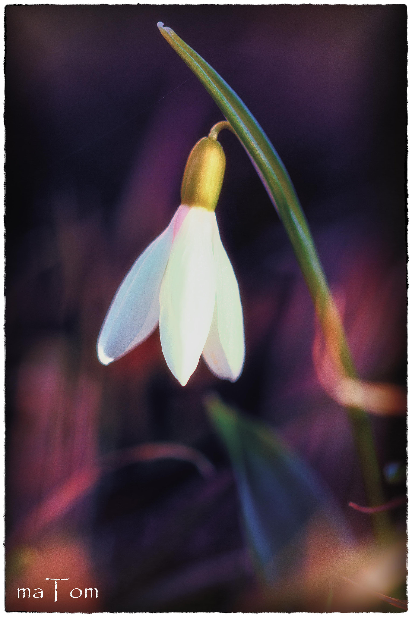 Sigma APO Macro 150mm f/2.8 EX DG HSM sample photo. Snowdrop photography