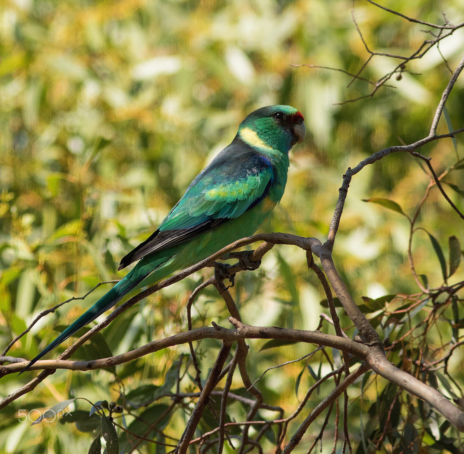 Canon EOS 7D Mark II + Canon EF 300mm F4L IS USM sample photo. Mallee ringneck parrot photography