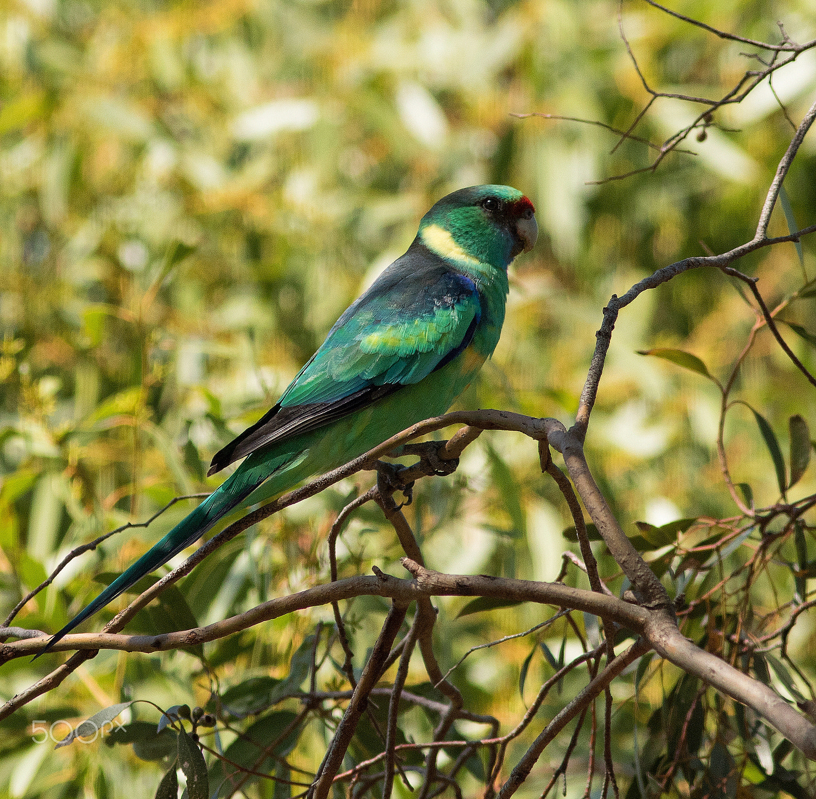 Canon EF 300mm F4L IS USM sample photo. Mallee ringneck parrot photography