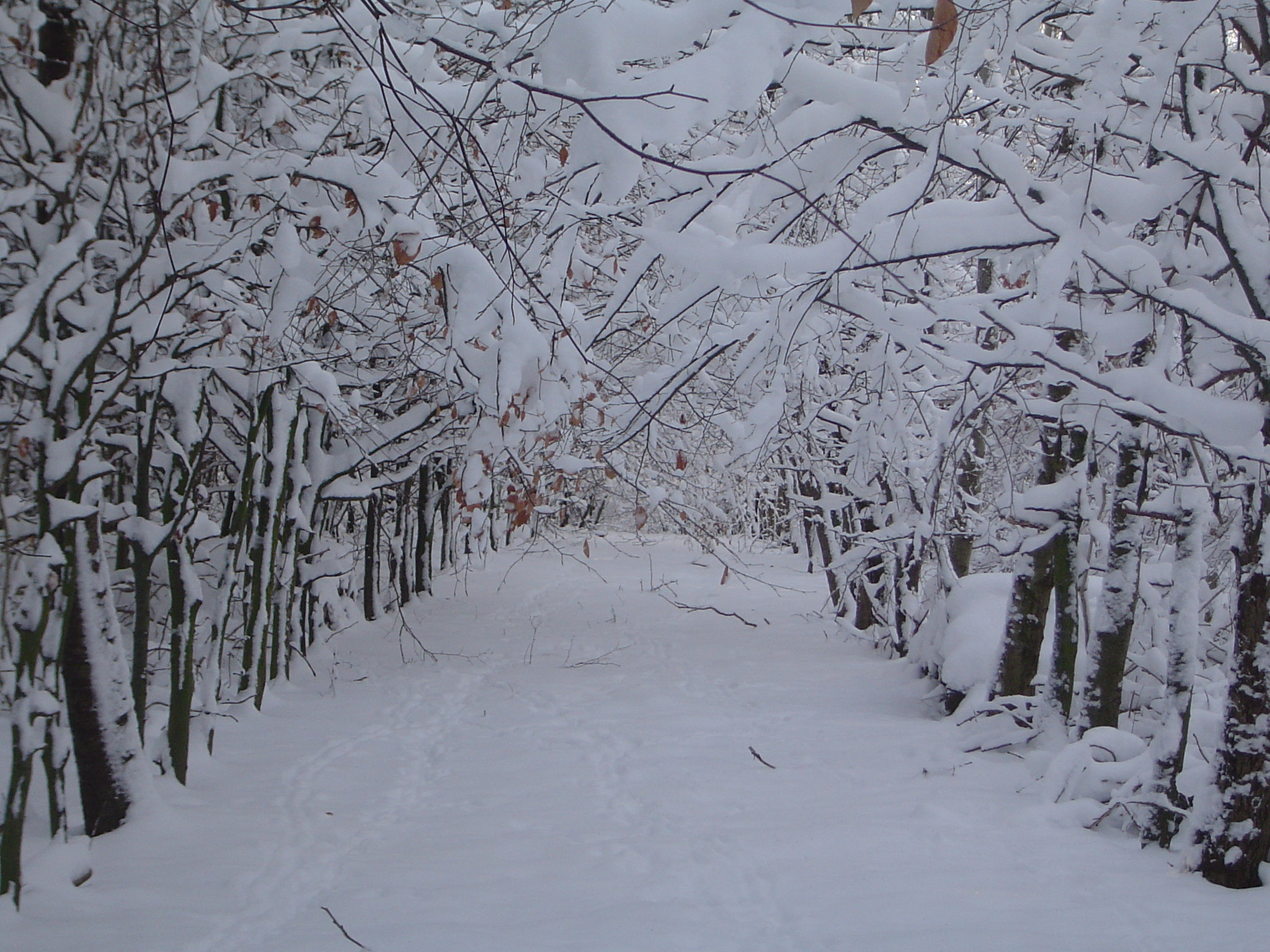 Sony DSC-P8 sample photo. Waldweg mit schnee photography