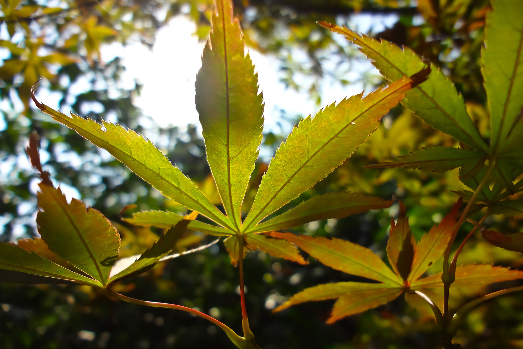 Sony DSC-WX10 sample photo. Leaf photography