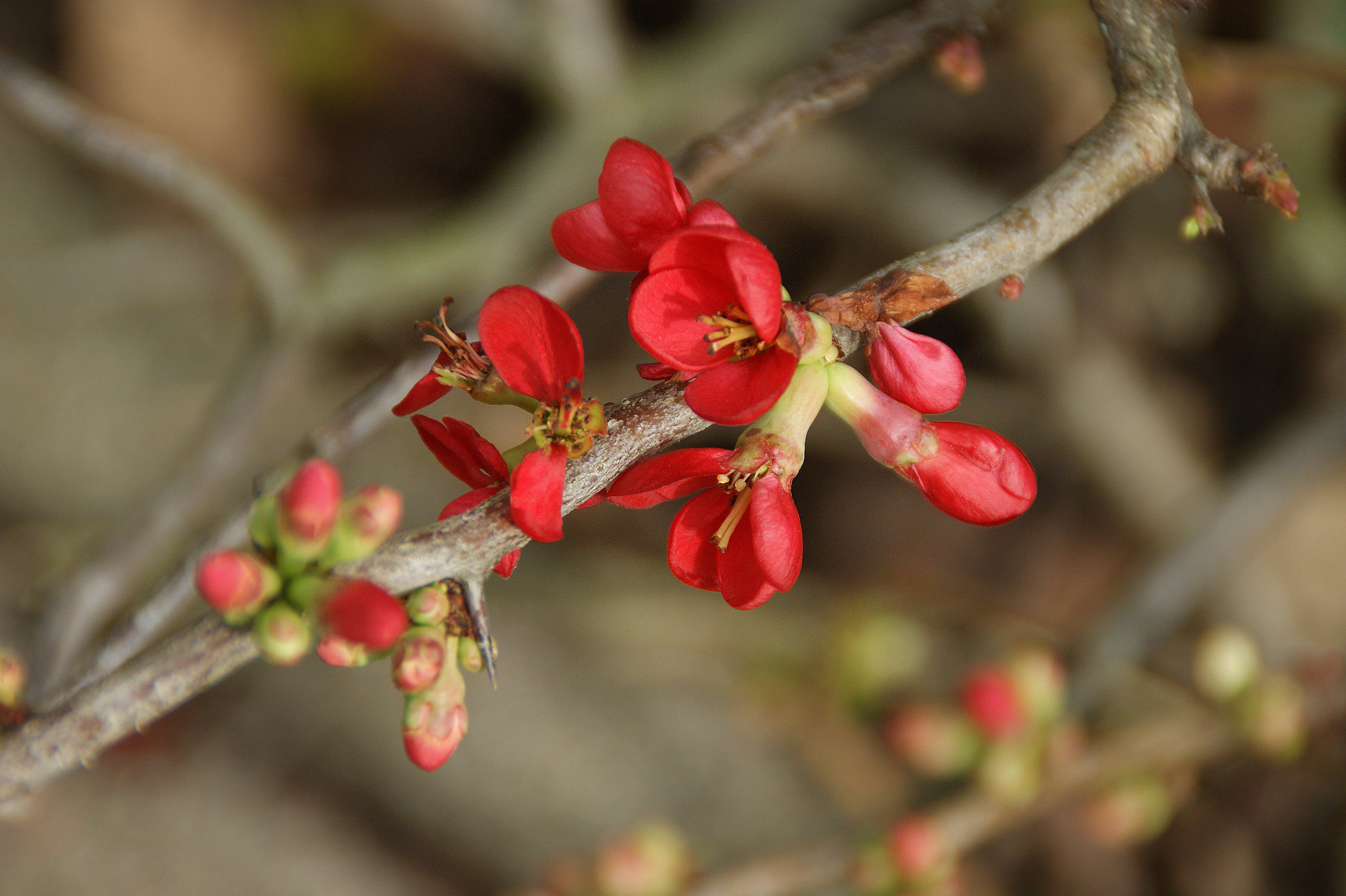 Sony DT 18-200mm F3.5-6.3 sample photo. Scheinquitte photography