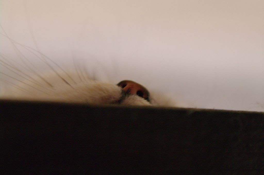 Pentax K-7 sample photo. Nose photography