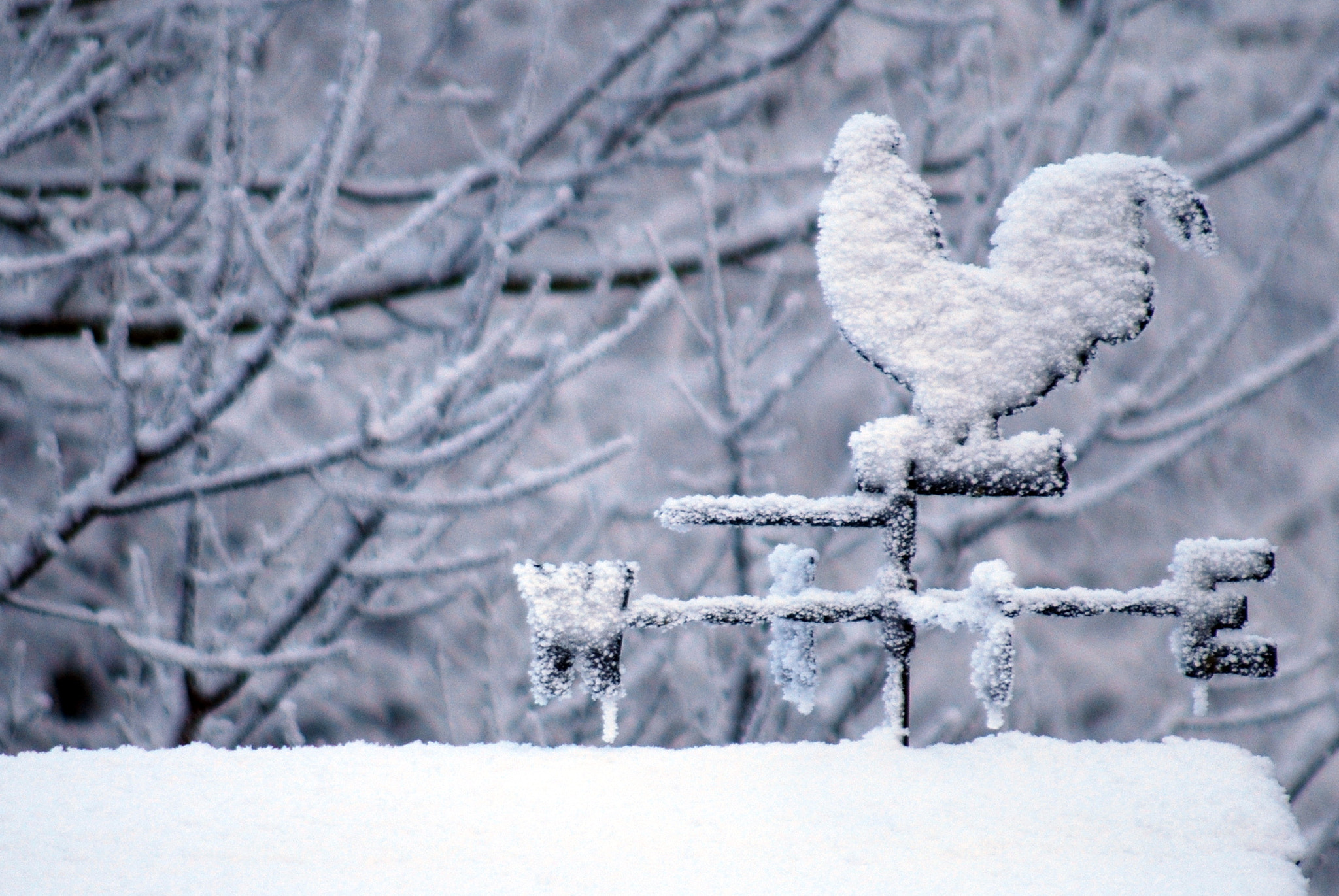 Sigma 70-300mm F4-5.6 APO DG Macro sample photo. Wetterhahn mit schnee photography