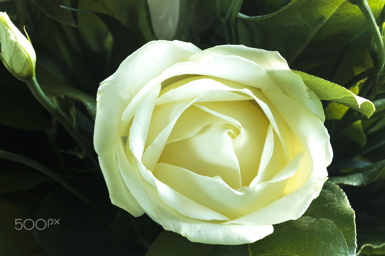 Canon EF-S 60mm F2.8 Macro USM sample photo. White flowers photography