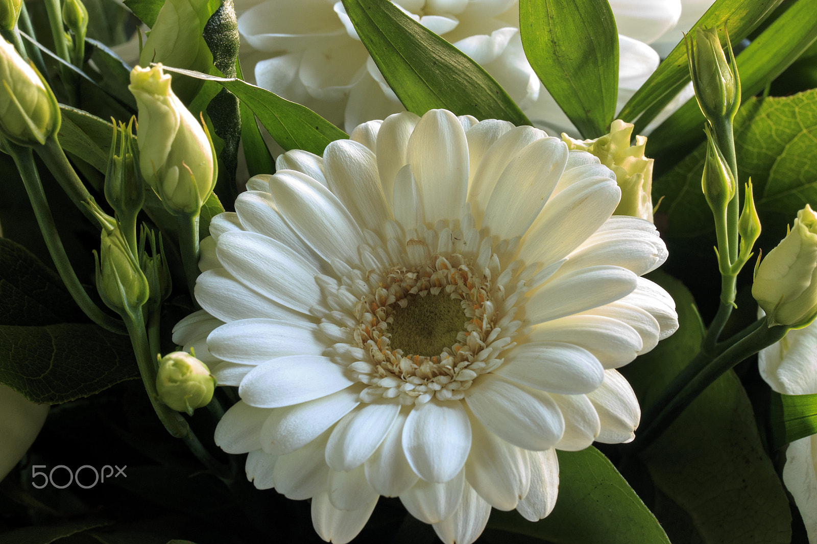 Canon EF-S 60mm F2.8 Macro USM sample photo. White flowers photography