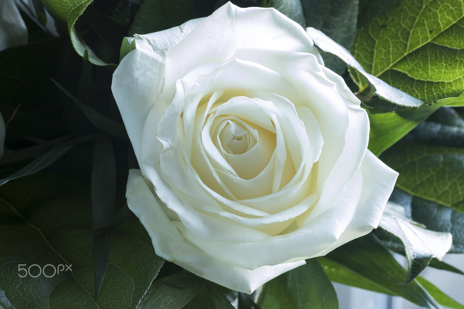 Canon EF-S 60mm F2.8 Macro USM sample photo. White flowers photography