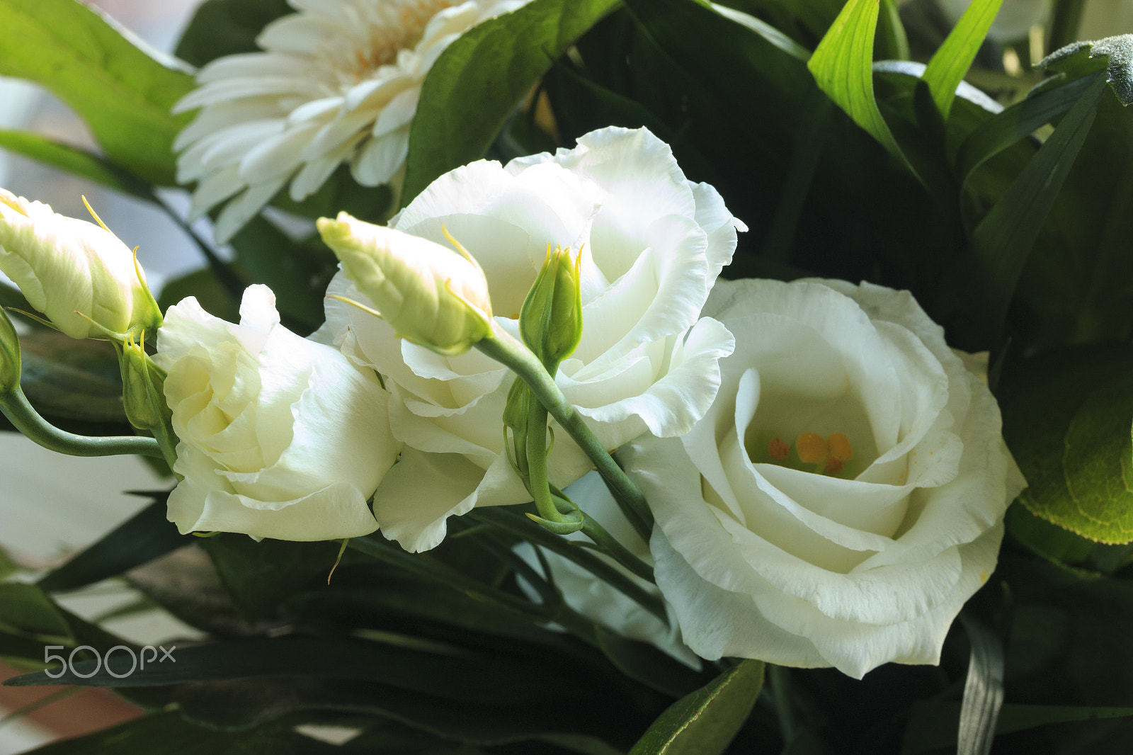 Canon EF-S 60mm F2.8 Macro USM sample photo. White flowers photography