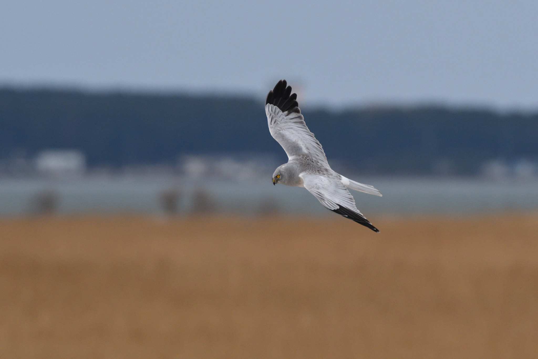 Nikon D500 + Sigma 500mm F4.5 EX DG HSM sample photo. Northern harrier photography