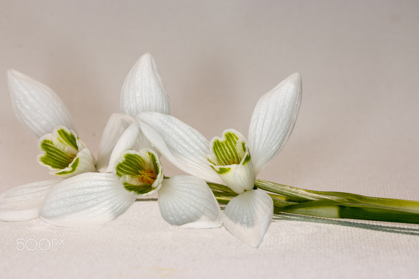 Canon EF-S 60mm F2.8 Macro USM sample photo. White flowers photography