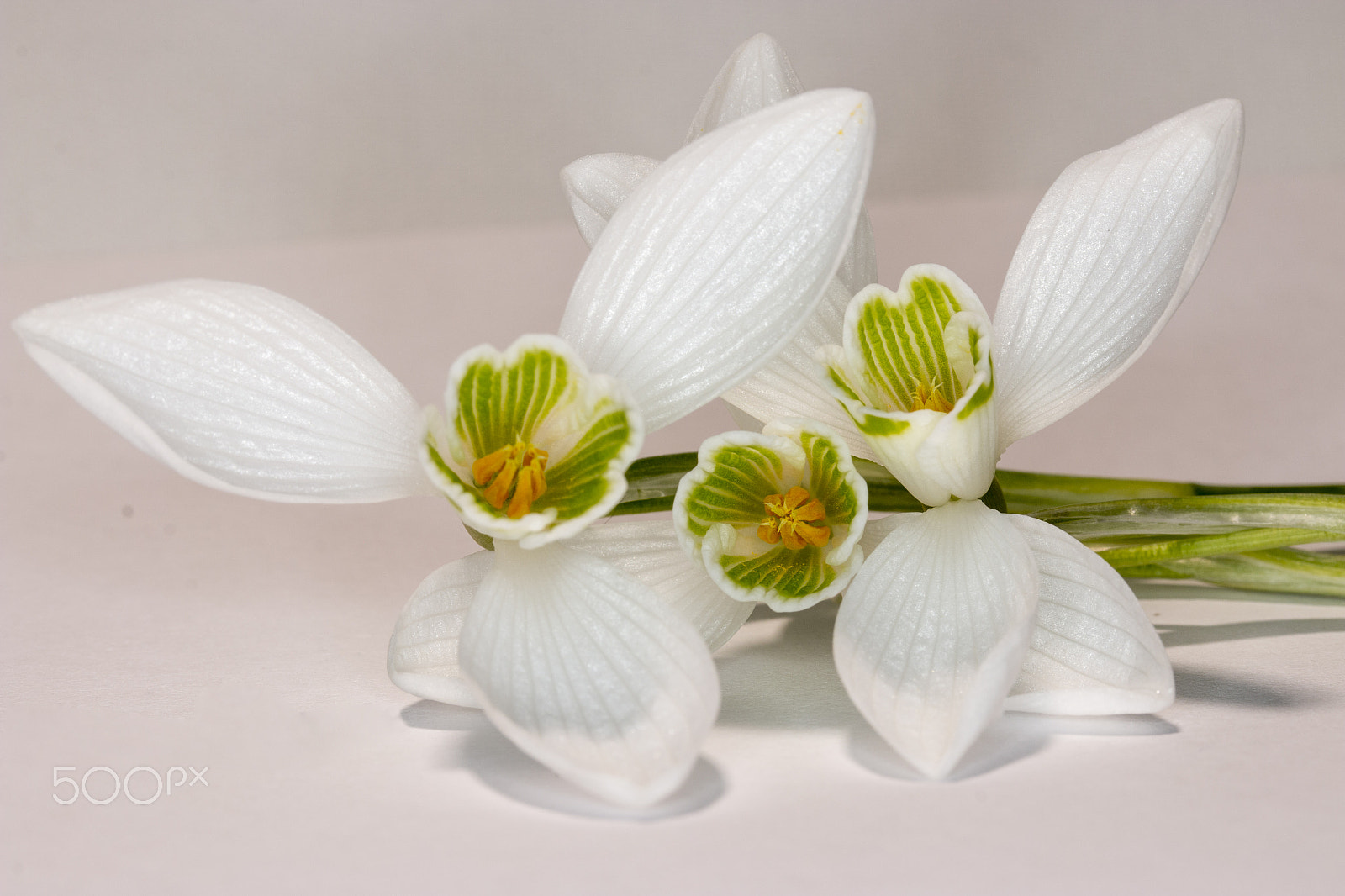 Canon EF-S 60mm F2.8 Macro USM sample photo. White flowers photography
