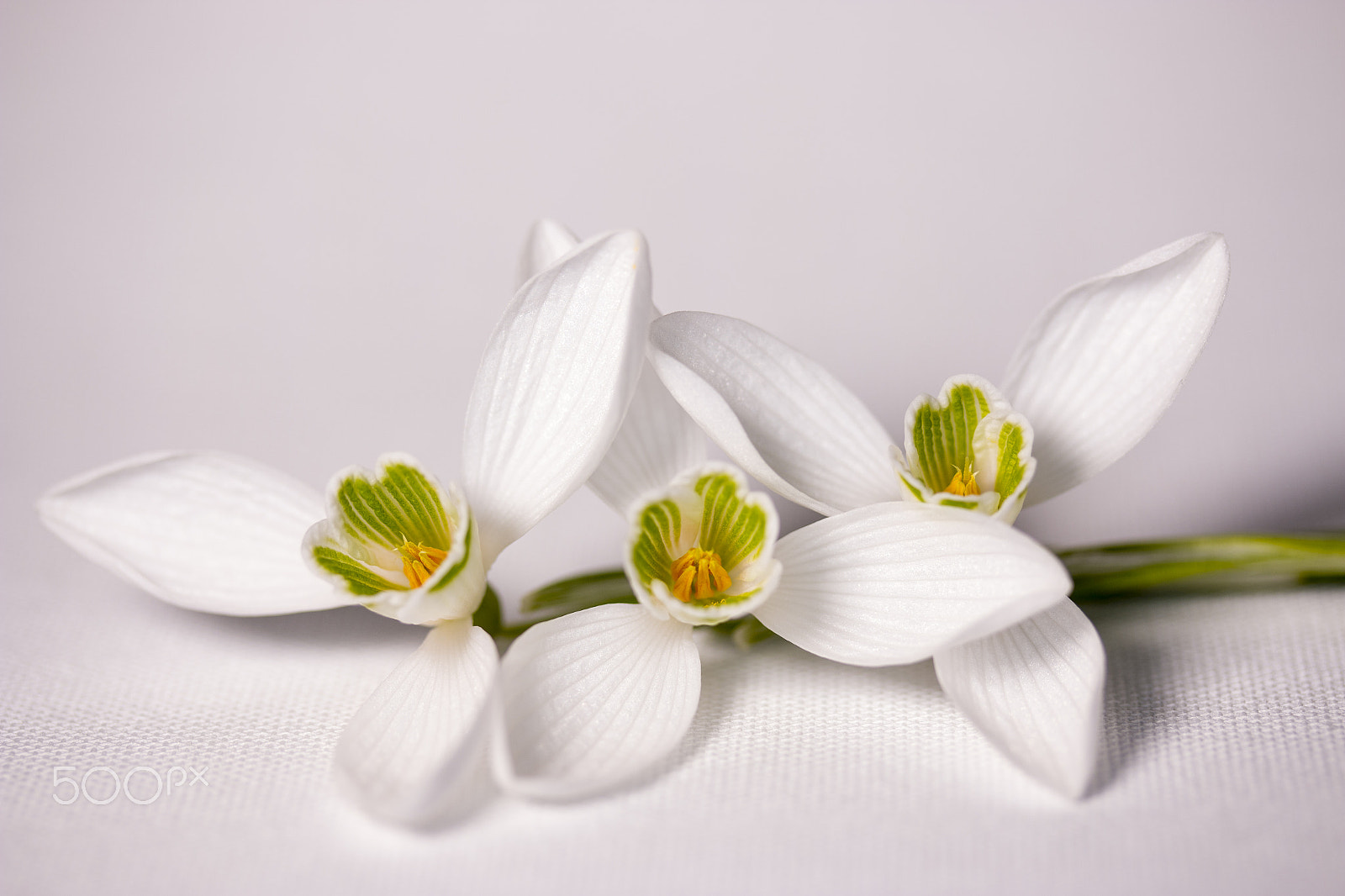 Canon EF-S 60mm F2.8 Macro USM sample photo. White flowers photography