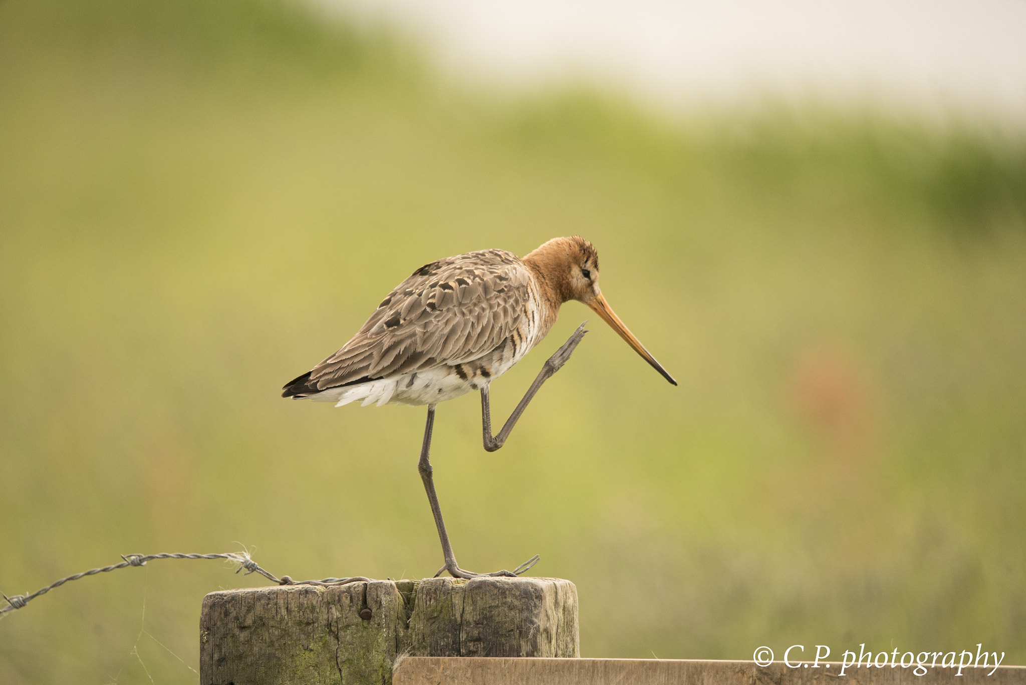 Sony a7S + Tamron SP 150-600mm F5-6.3 Di VC USD sample photo. Godwit photography