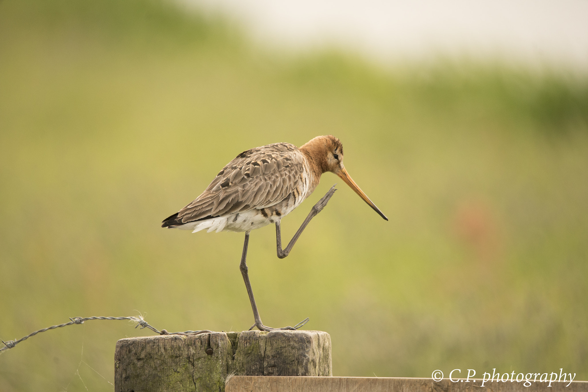 Tamron SP 150-600mm F5-6.3 Di VC USD sample photo. Godwit photography