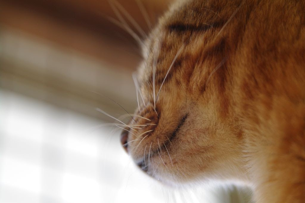 Pentax K-7 sample photo. Mouth photography