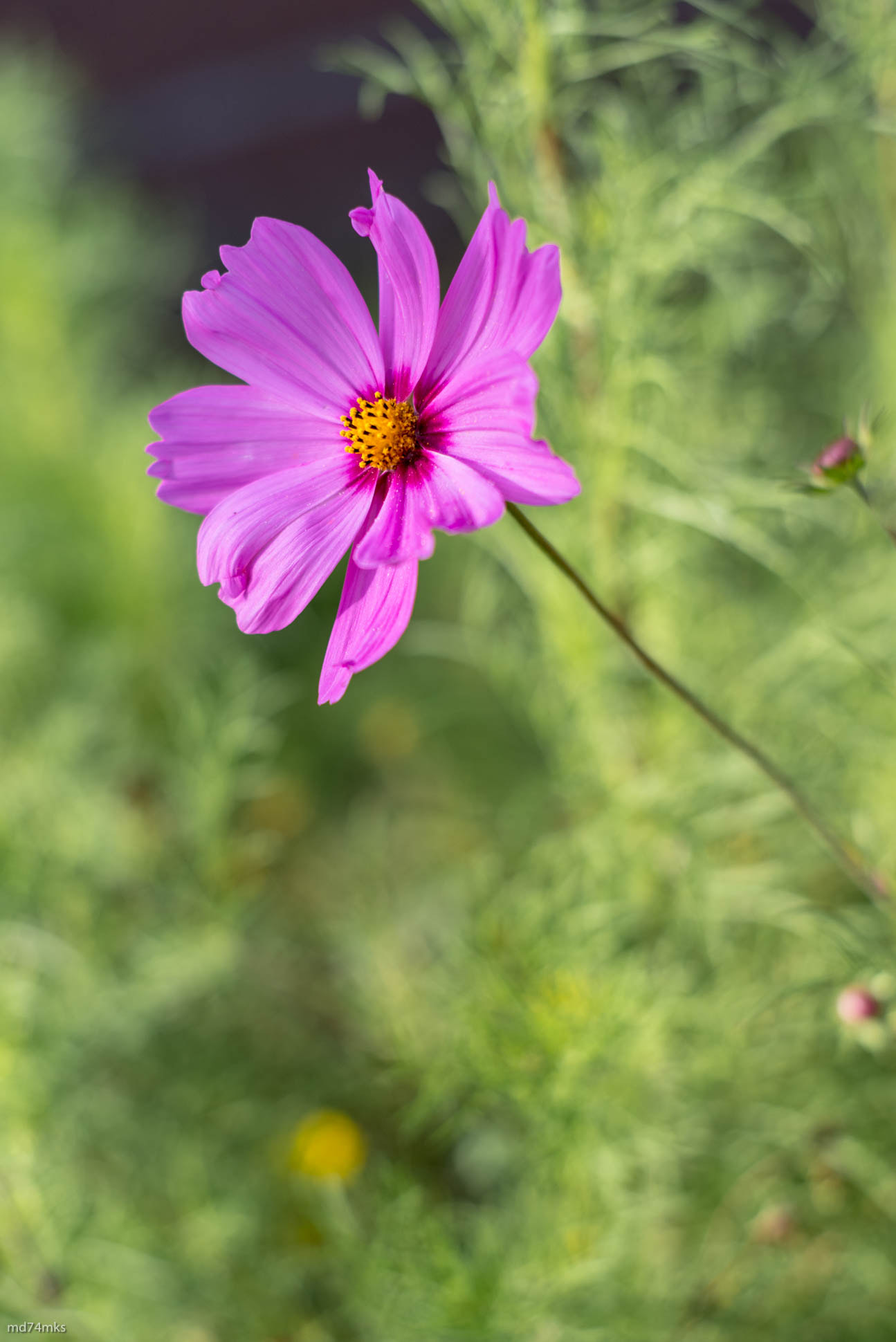 Pentax K-1 + Pentax smc FA 50mm F1.4 sample photo. Imgp photography