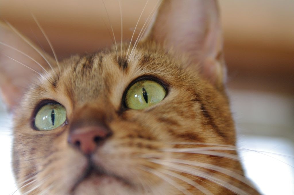 Pentax K-7 sample photo. Eyes photography