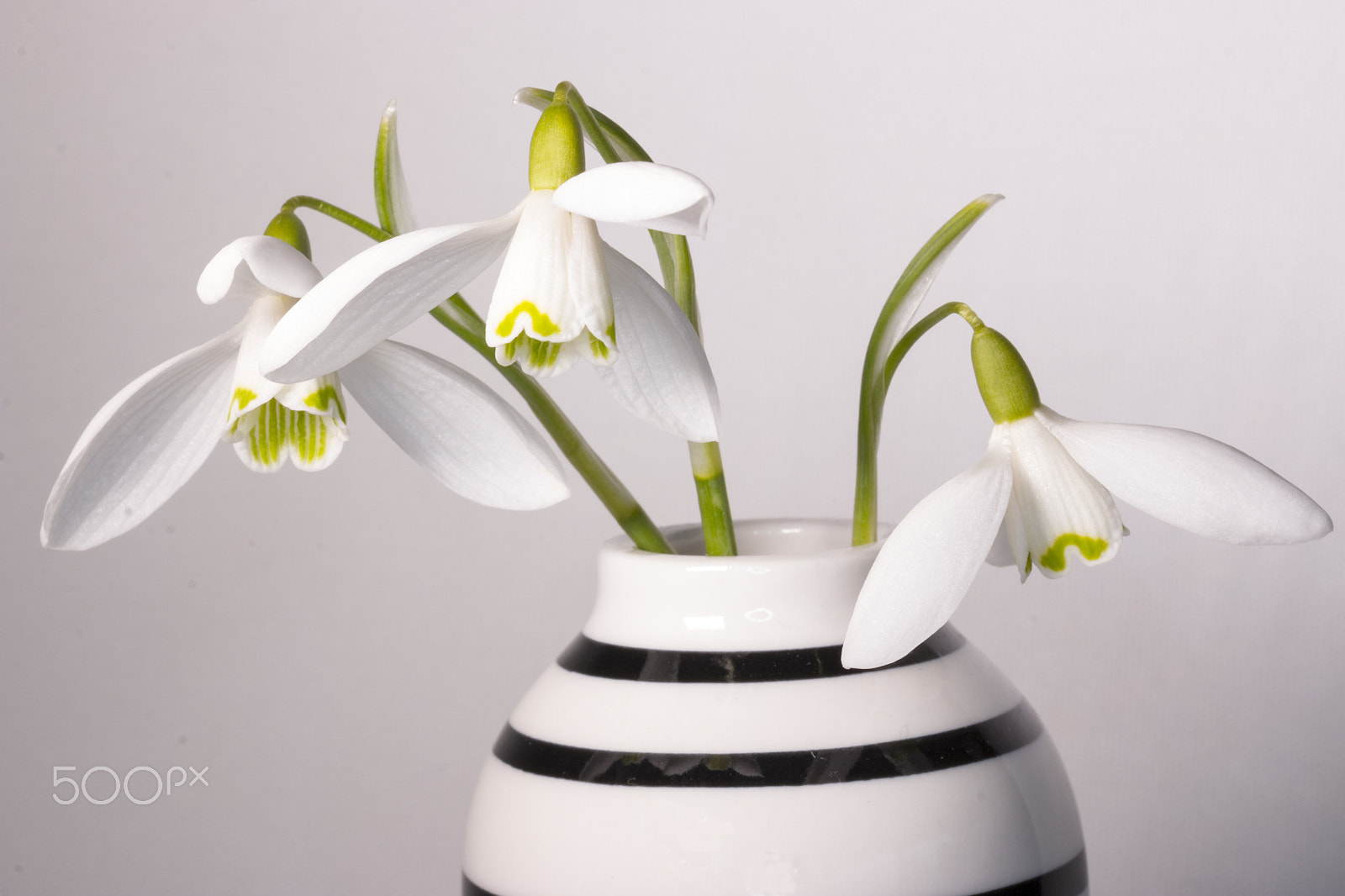 Canon EF-S 60mm F2.8 Macro USM sample photo. White flowers photography