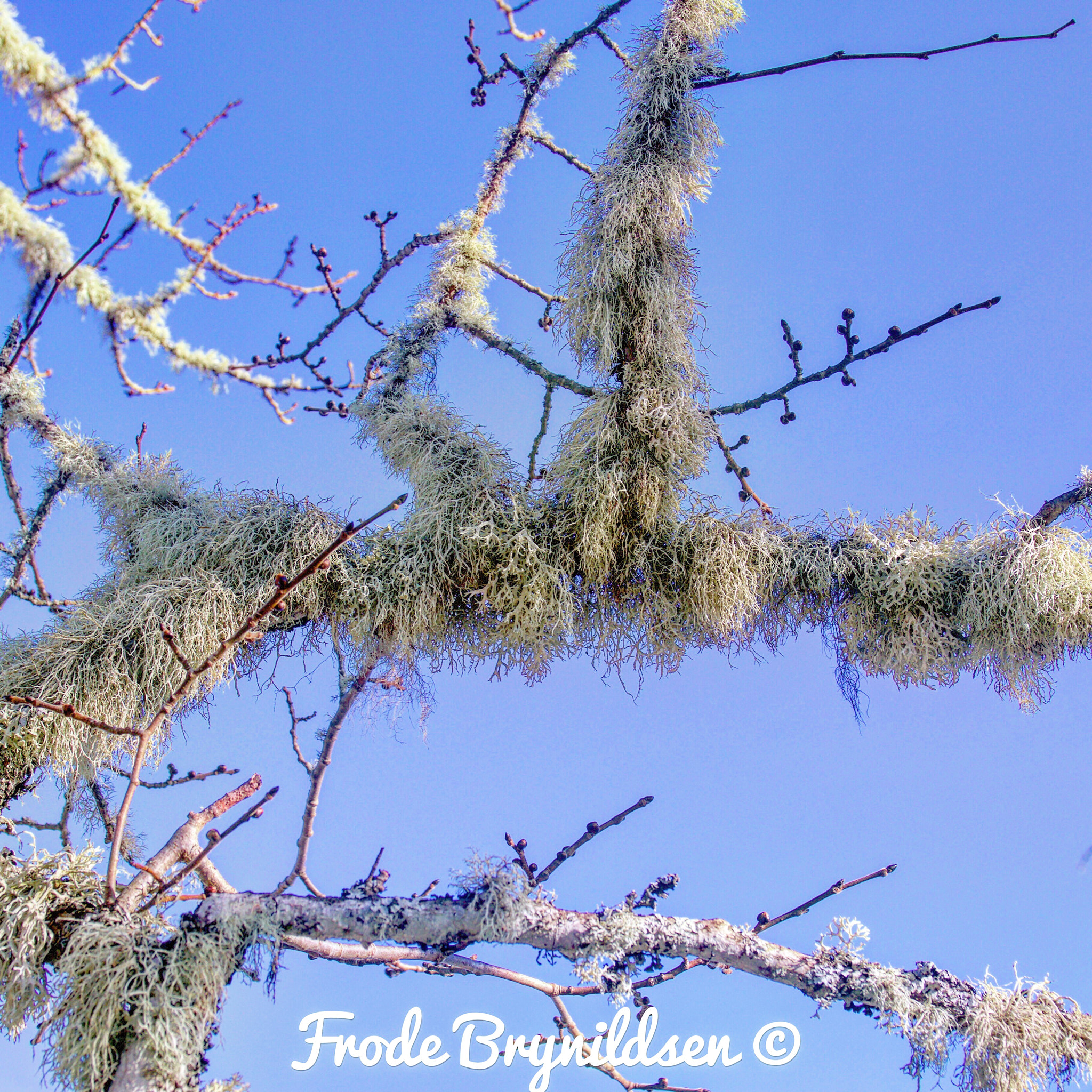 Sigma 17-70mm F2.8-4 DC Macro OS HSM sample photo. Long beard on a tree :-) photography
