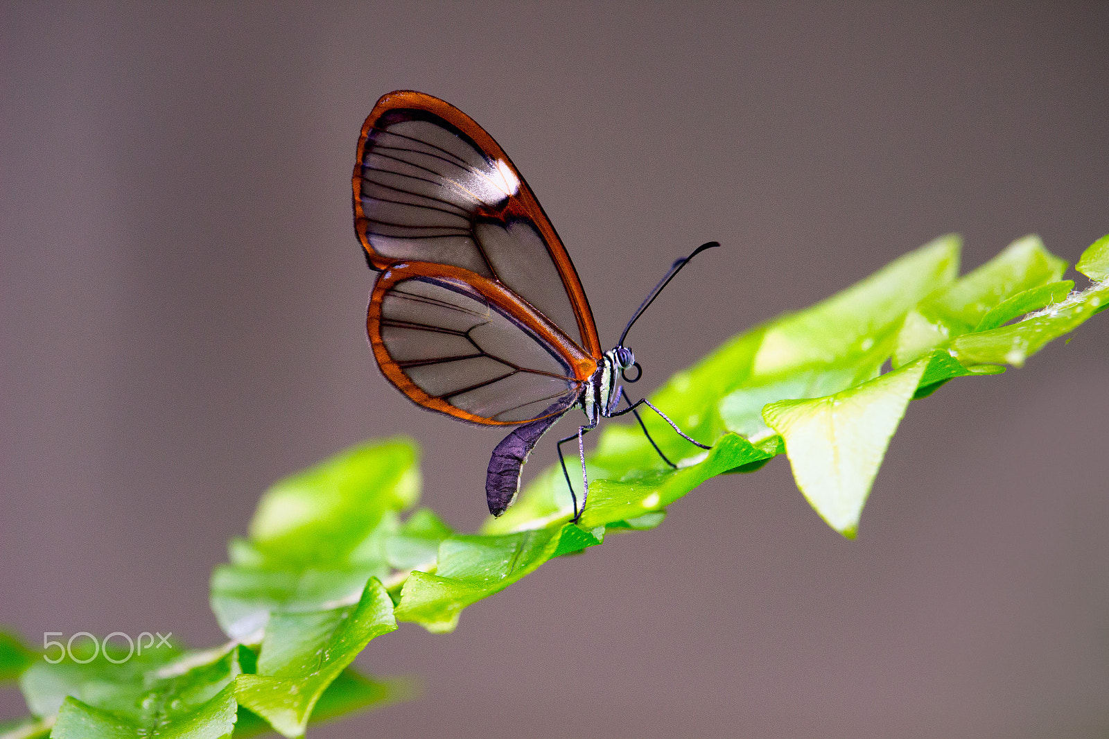 Canon EF-S 55-250mm F4-5.6 IS STM sample photo. Transparent costa rican clearwing photography