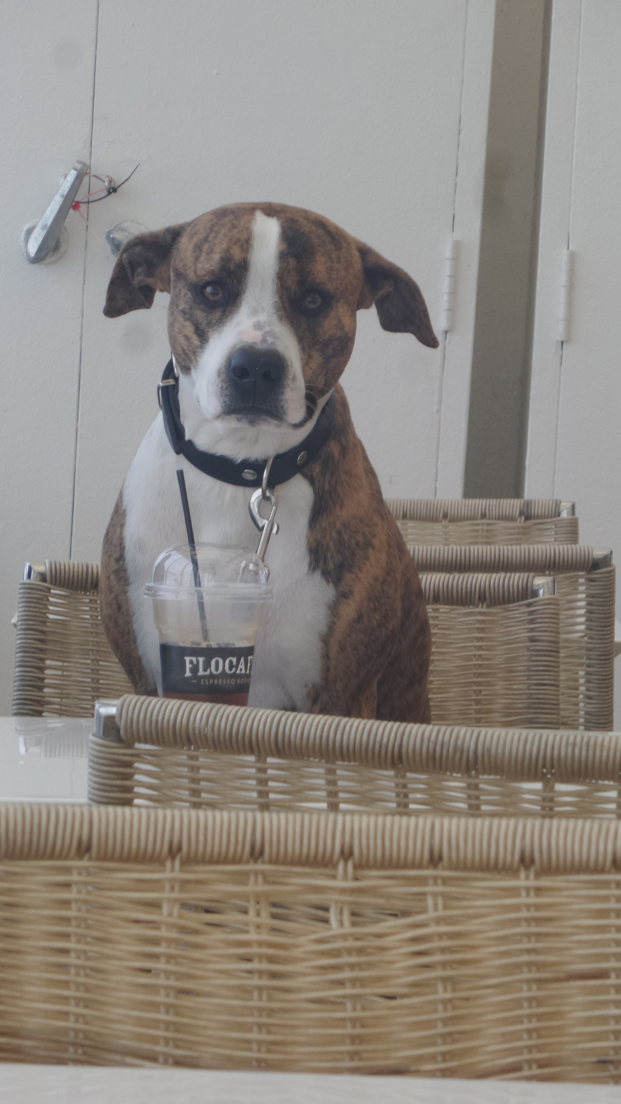 Samsung Galaxy K Zoom sample photo. Coffee dog photography