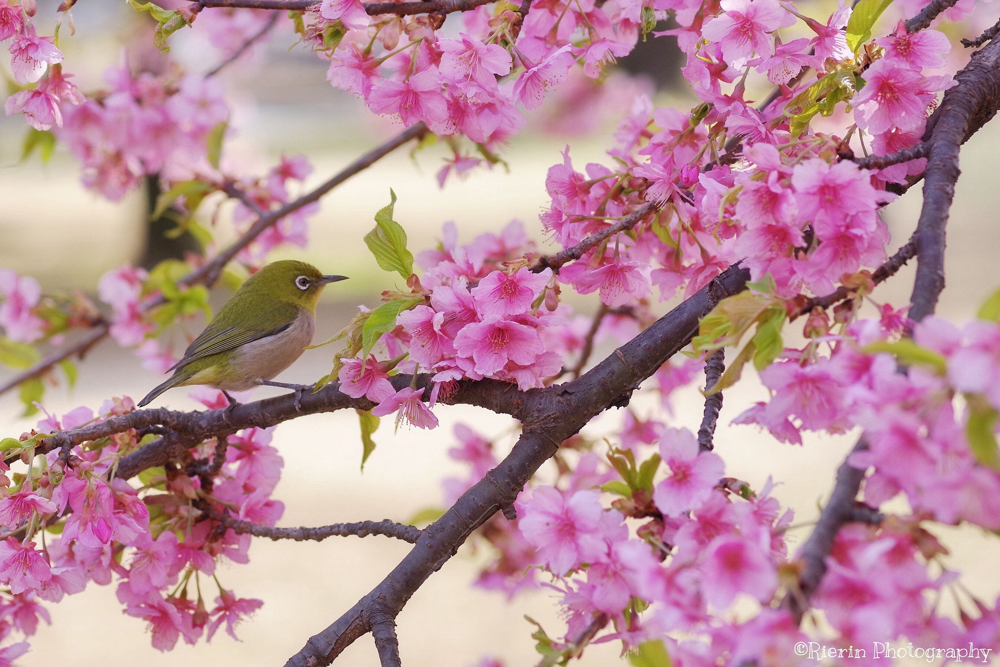 Pentax K-1 sample photo