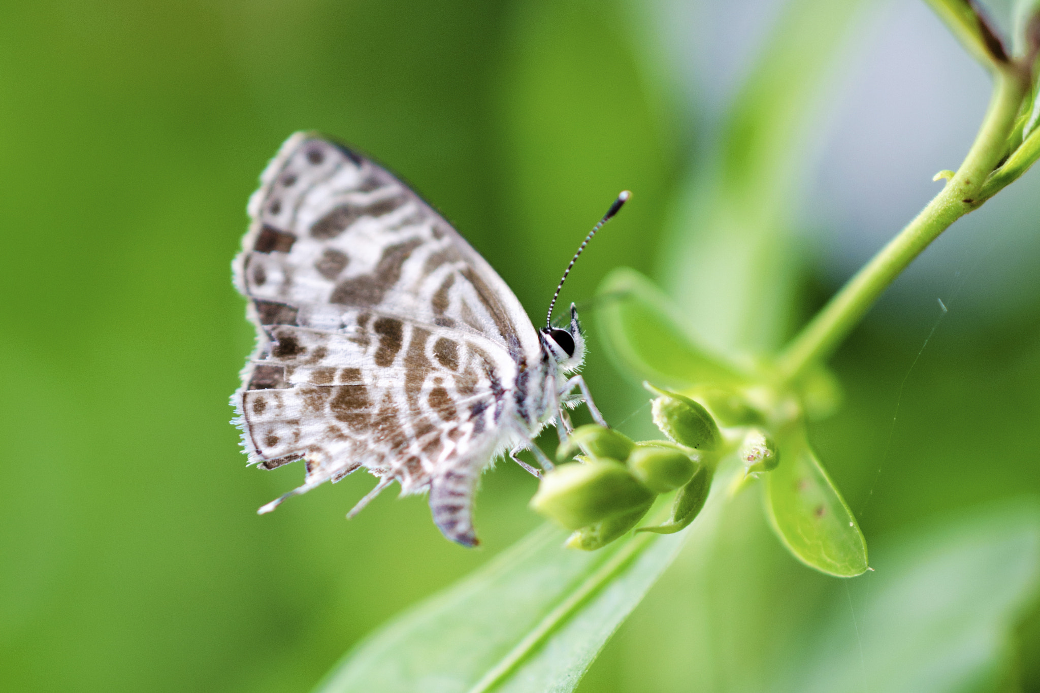 Nikon AF-S DX Micro Nikkor 40mm F2.8 sample photo. Broken butterfly photography