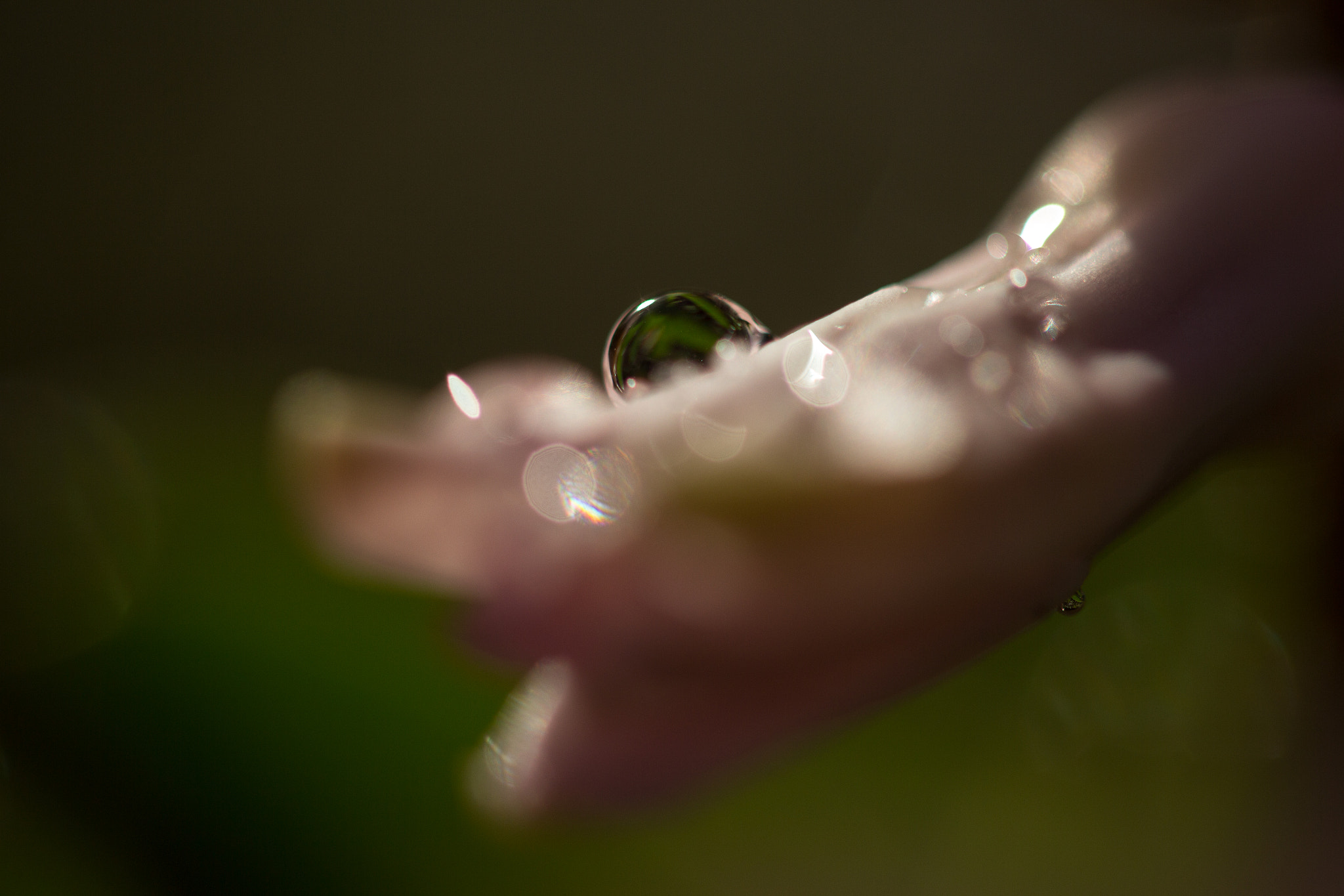 Canon EF 100mm F2.8 Macro USM sample photo. Water drop photography